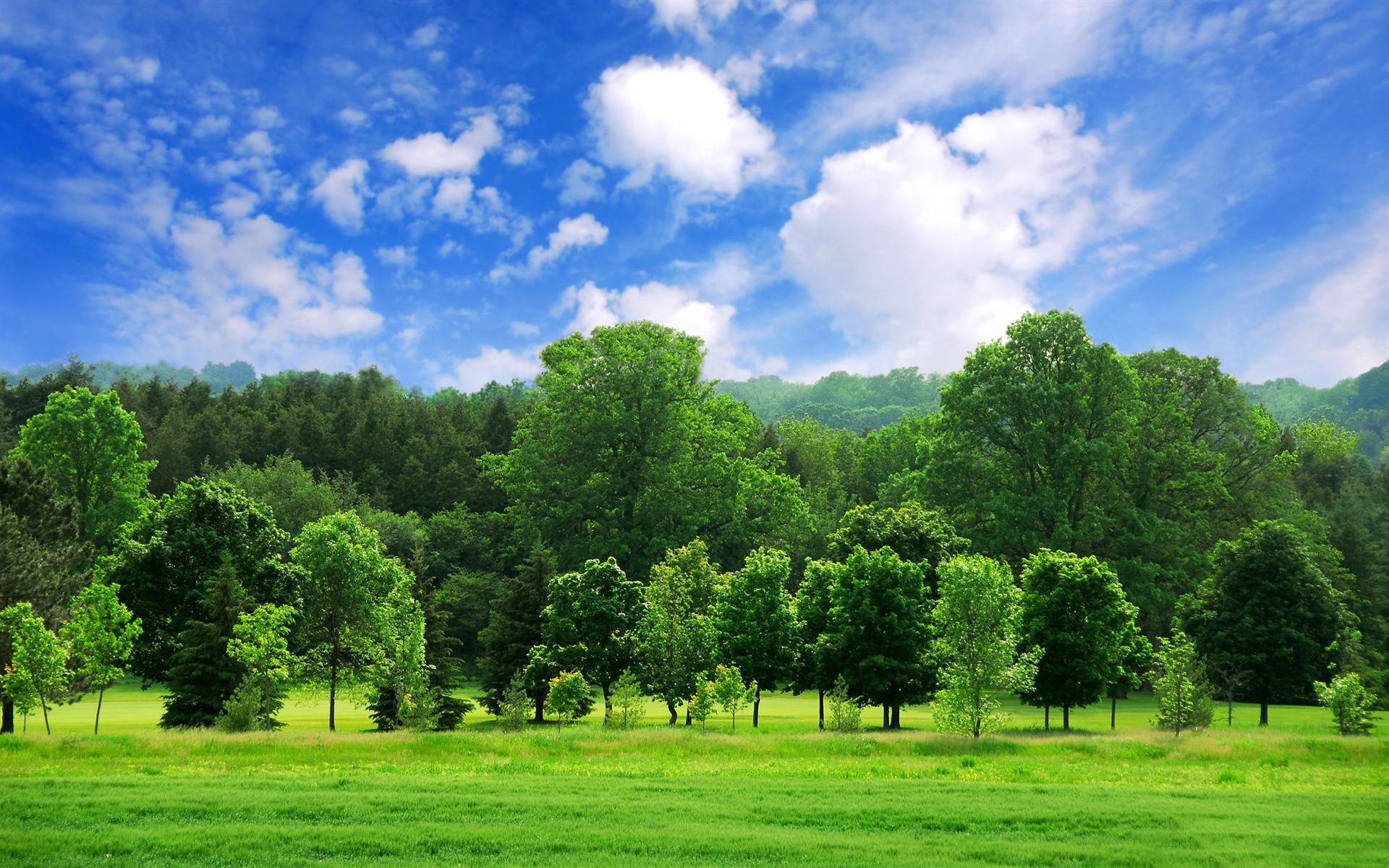 Desktop Backgrounds Trees