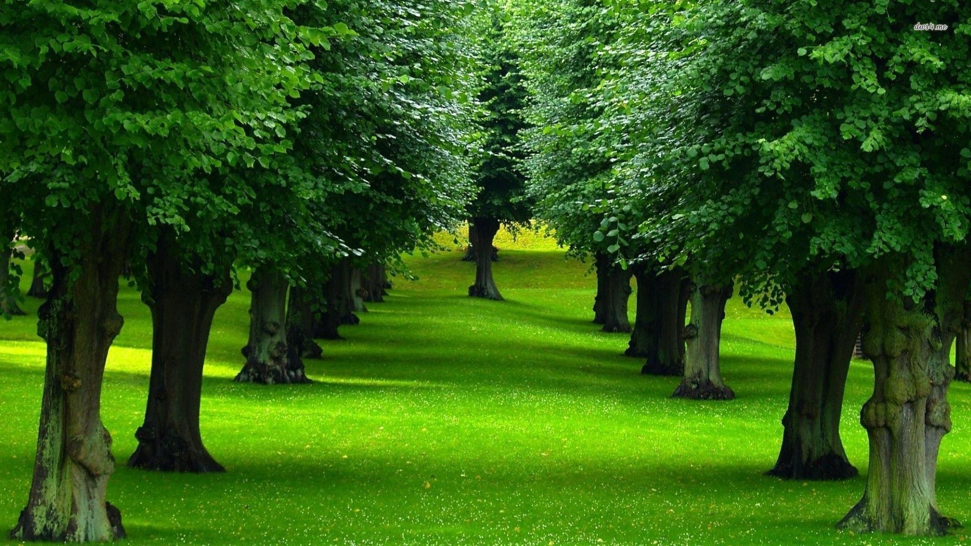 Desktop Backgrounds Trees