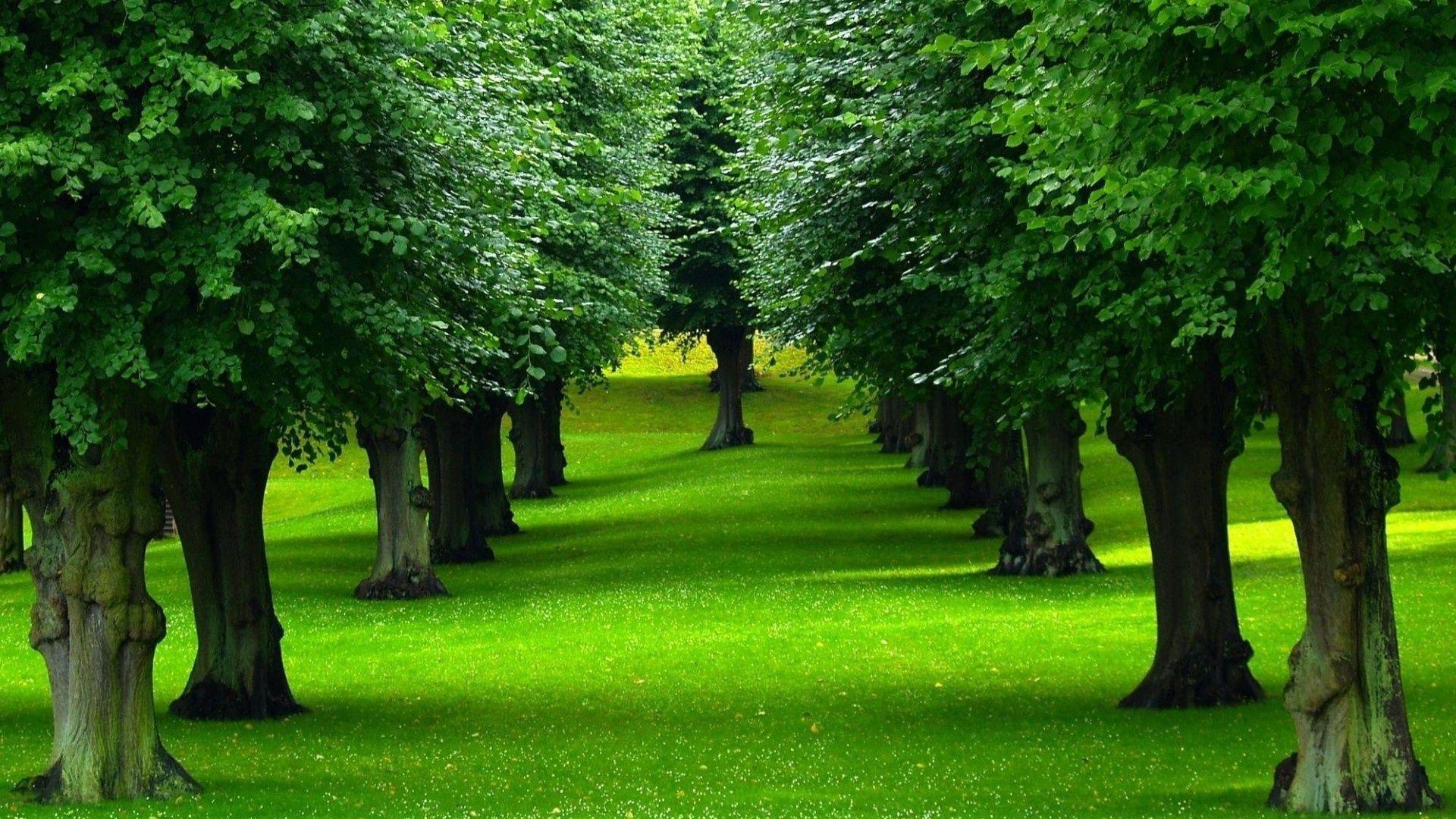 Desktop Backgrounds Trees