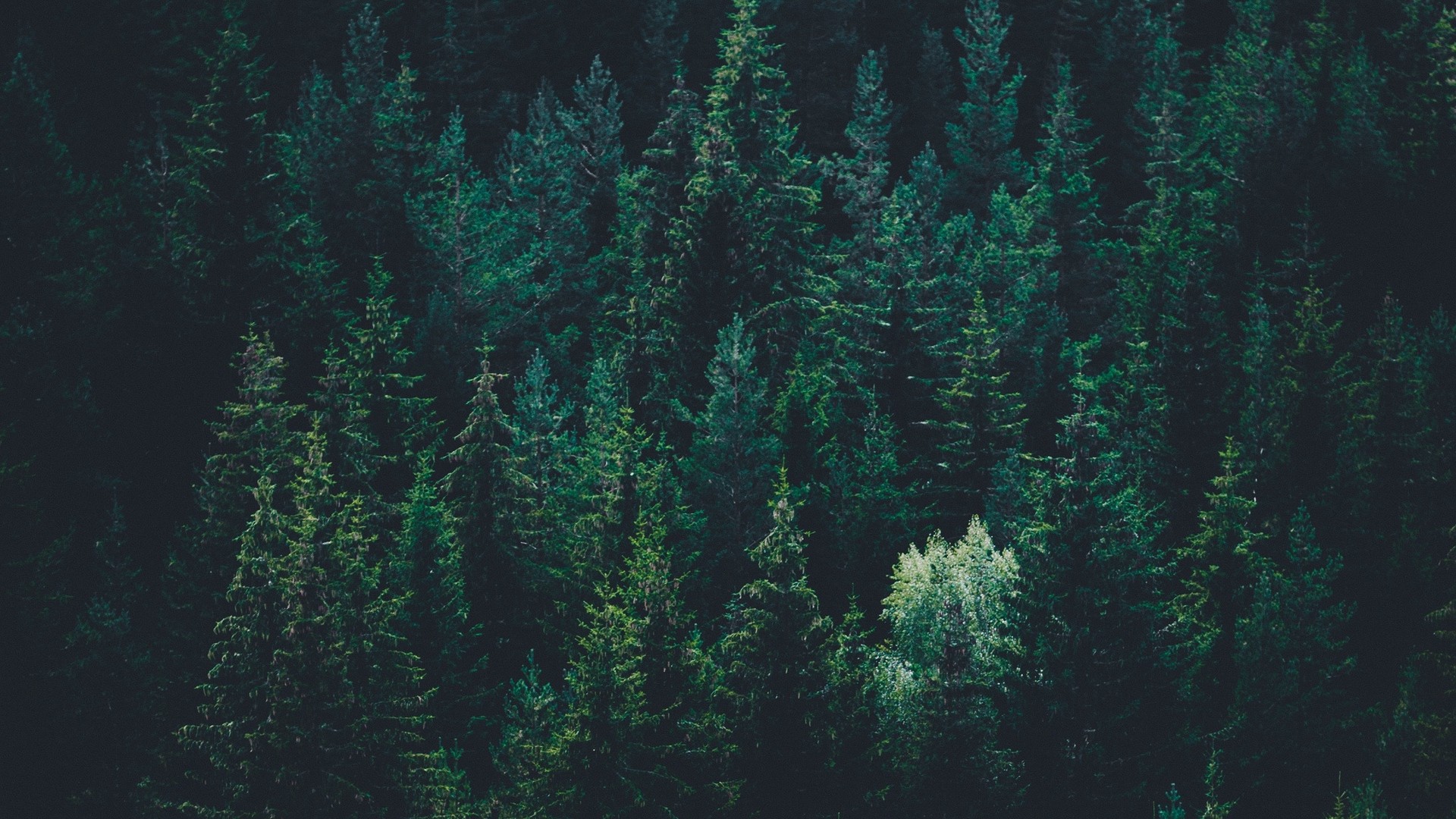 Desktop Backgrounds Trees