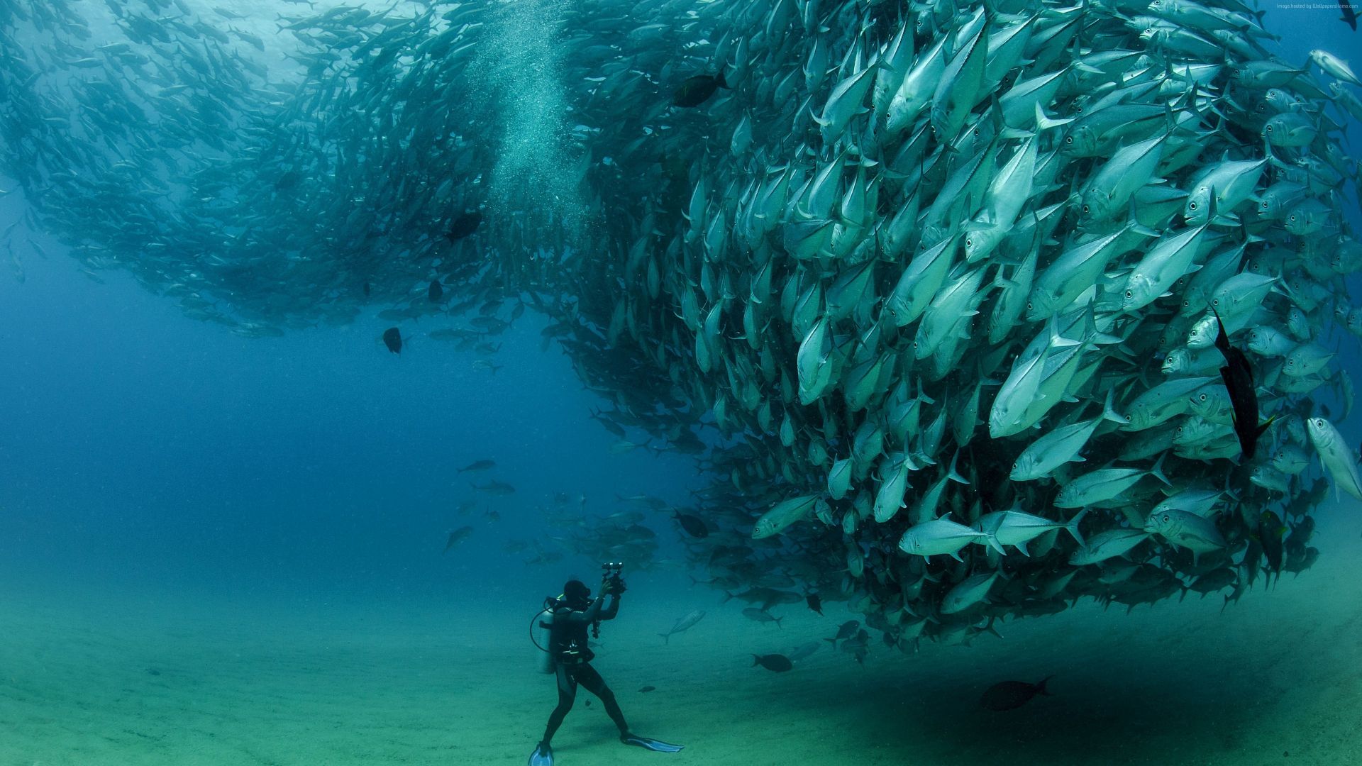 Desktop Backgrounds Underwater