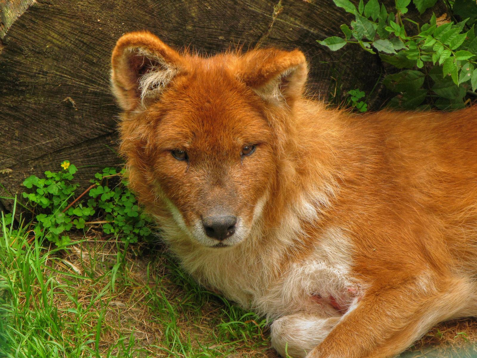 Dhole Wallpapers