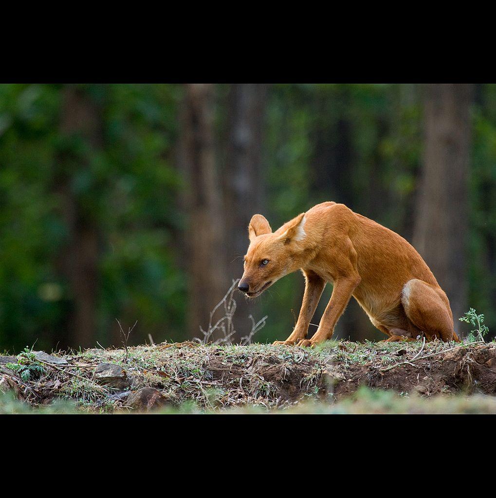 Dhole Wallpapers