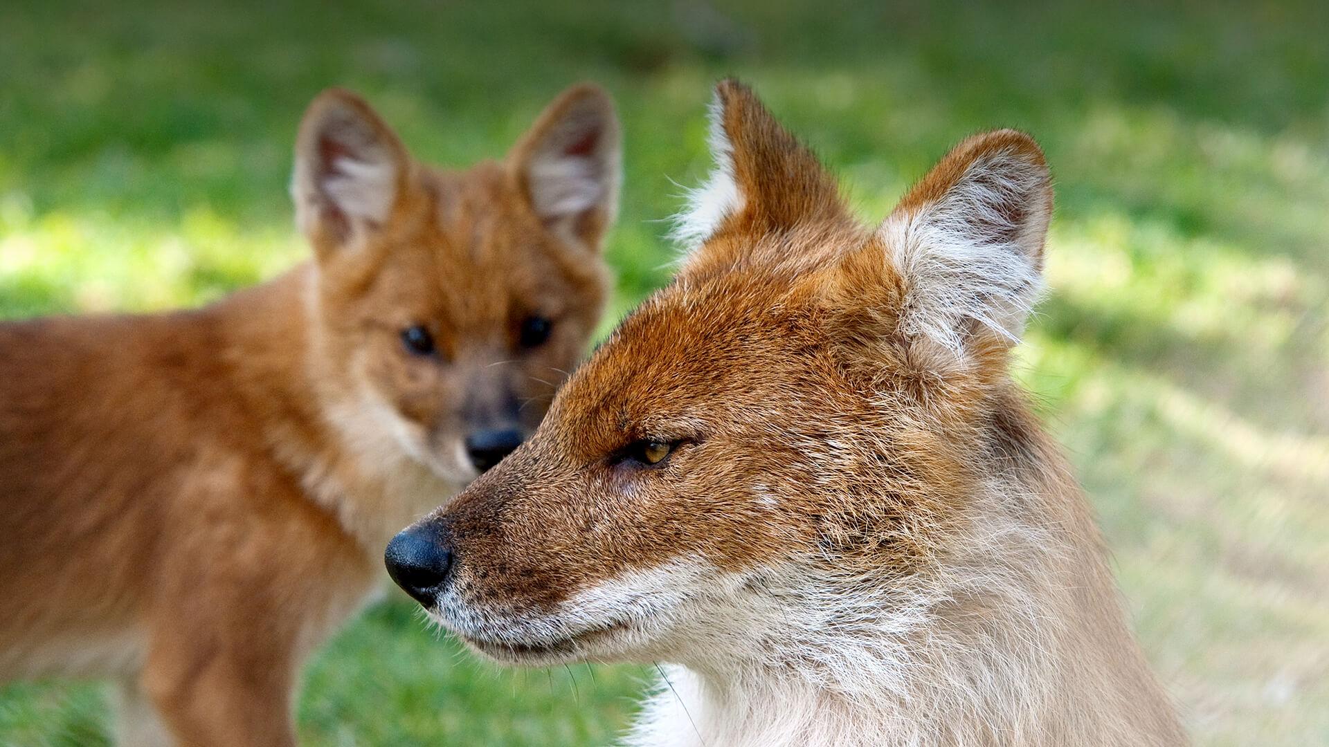 Dhole Wallpapers