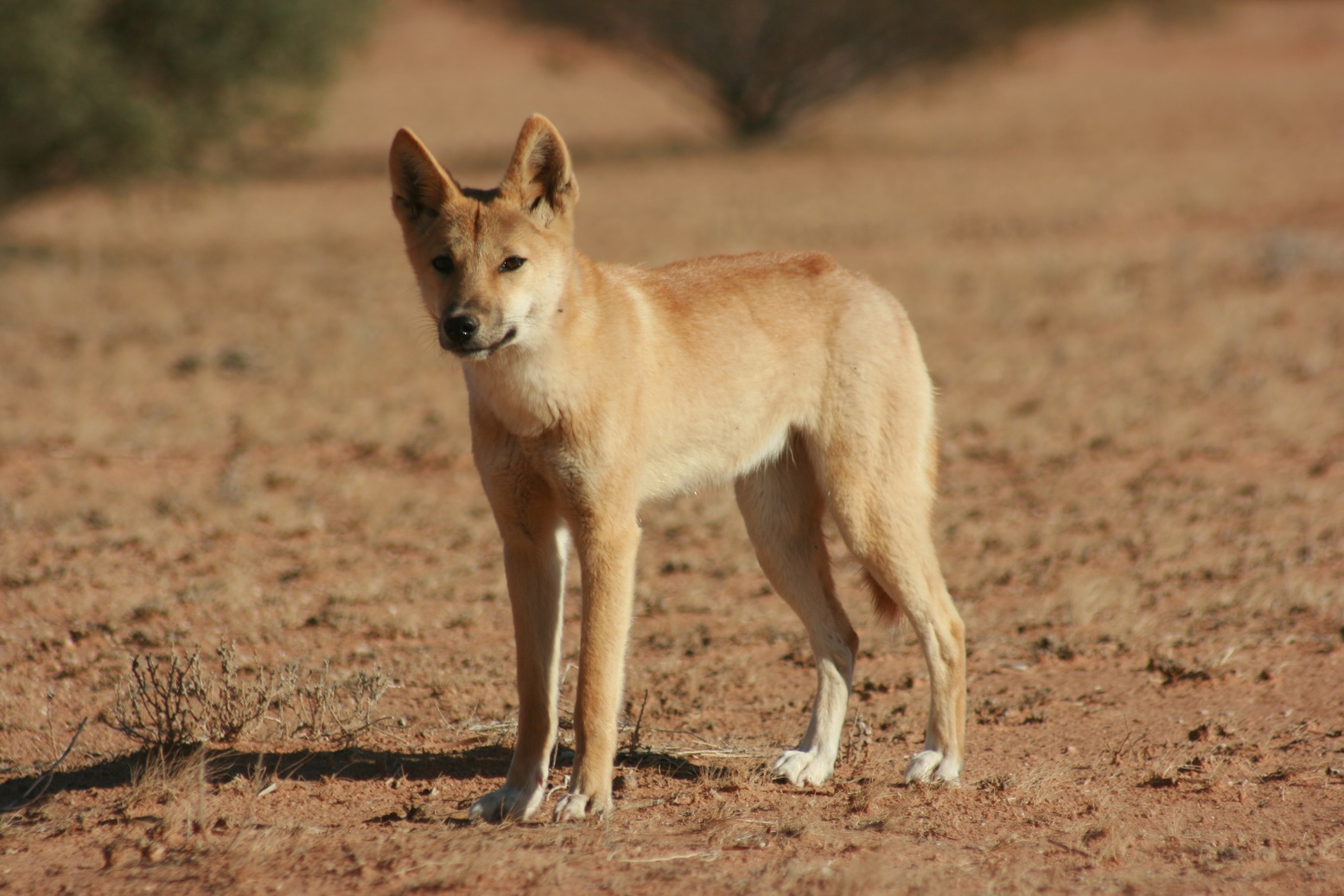 Dingo Wallpapers