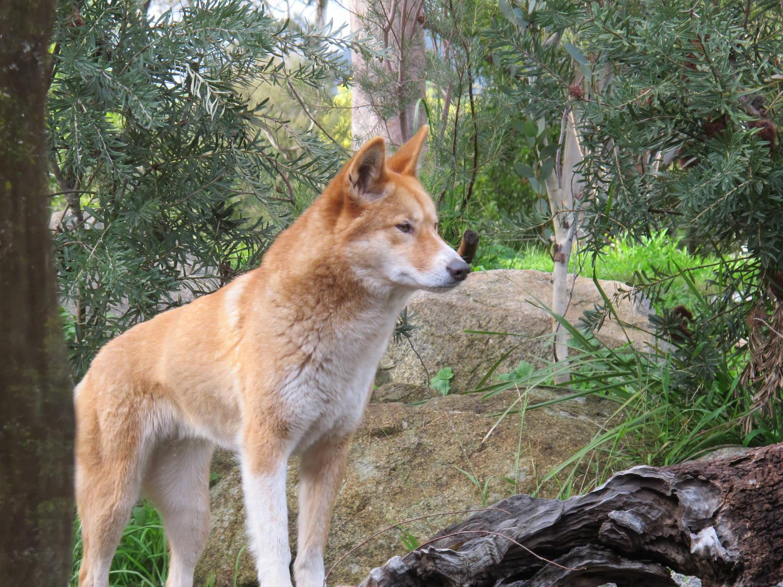 Dingo Wallpapers