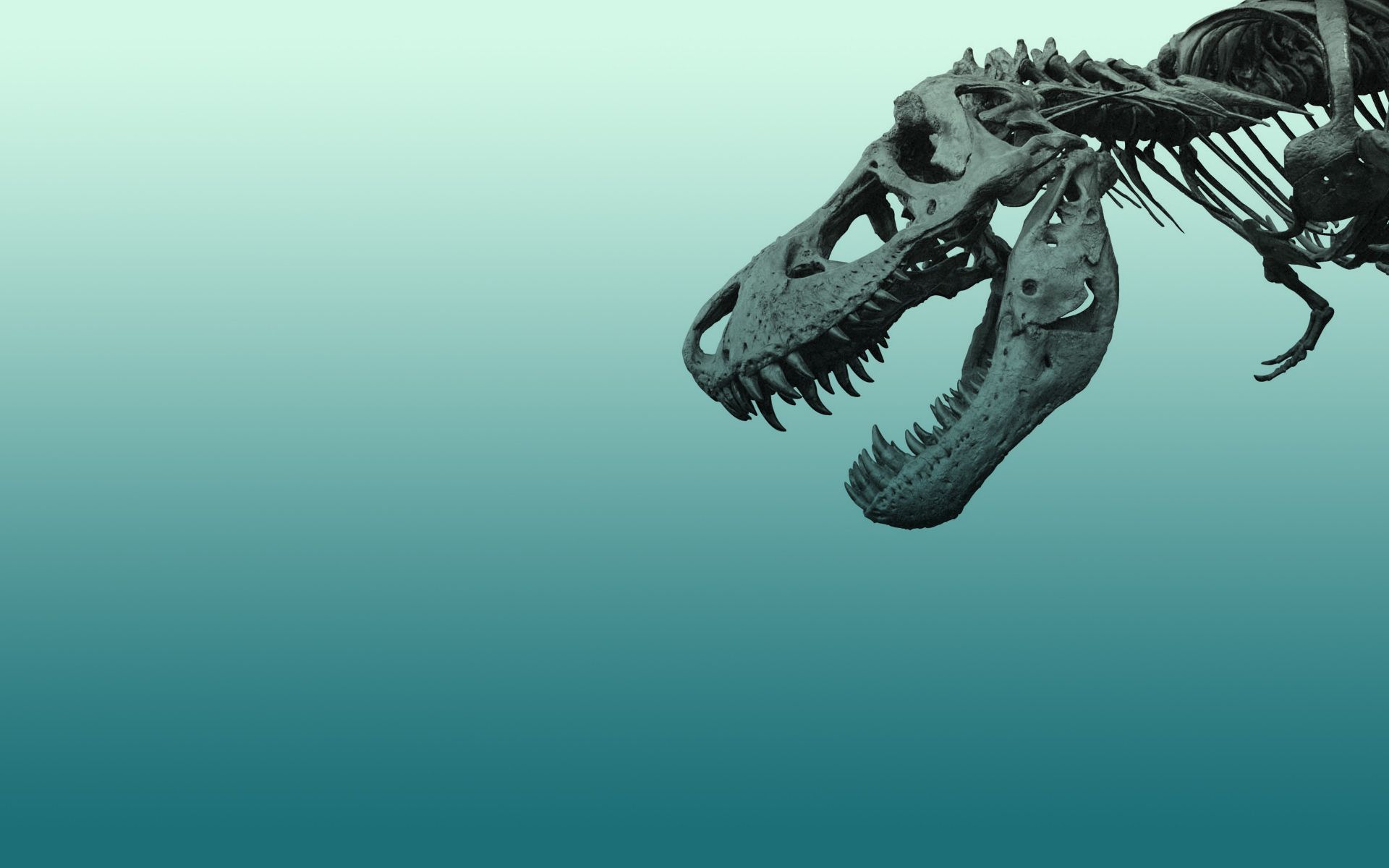 Dinosaur Fossil Wallpapers