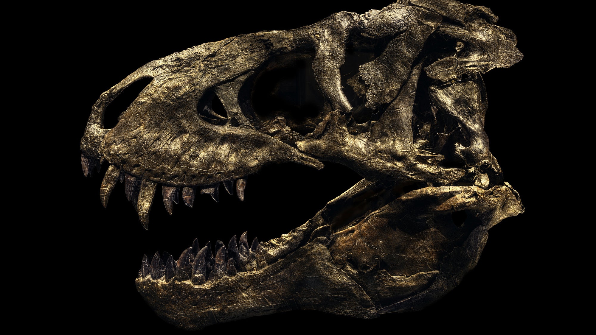 Dinosaur Fossil Wallpapers