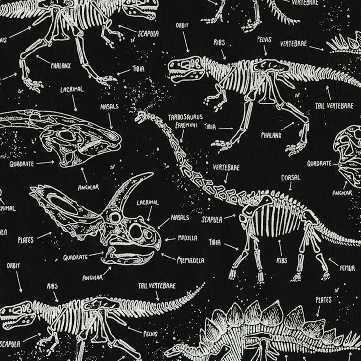 Dinosaur Fossil Wallpapers