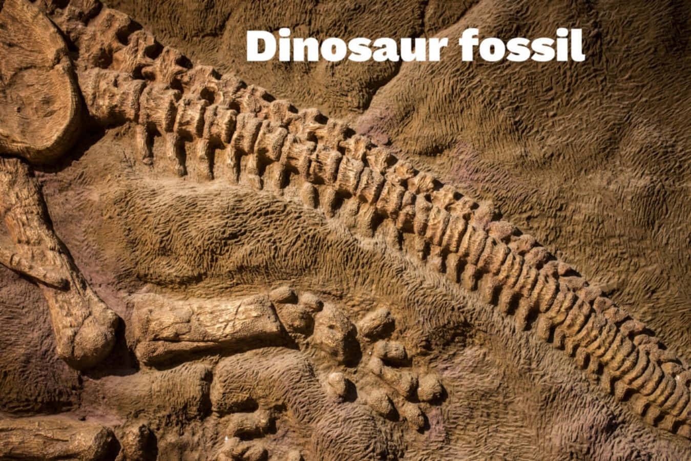 Dinosaur Fossil Wallpapers