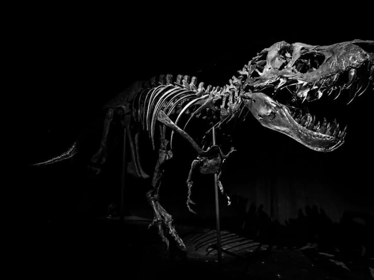 Dinosaur Fossil Wallpapers