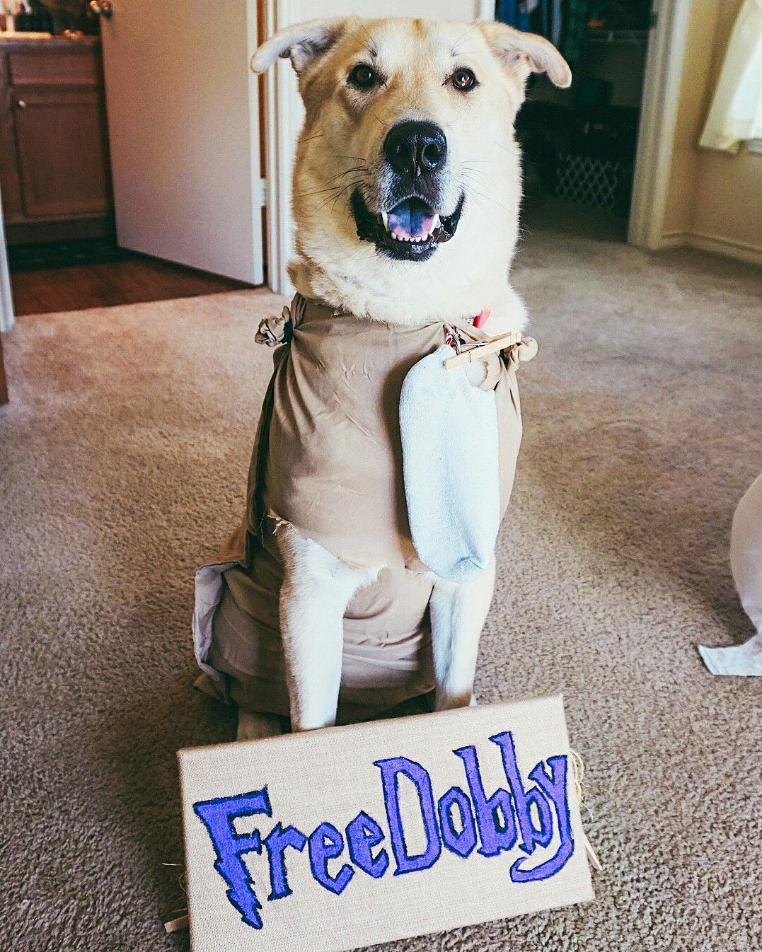 Dobby Harry Potter Dog Costume Wallpapers