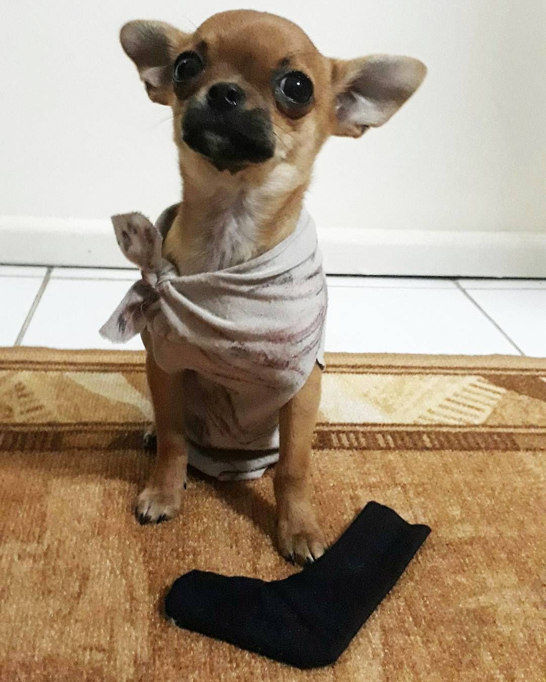 Dobby Harry Potter Dog Costume Wallpapers