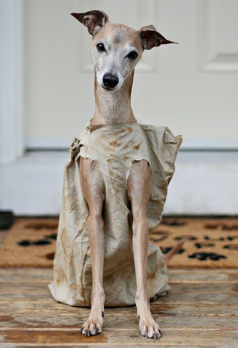 Dobby Harry Potter Dog Costume Wallpapers