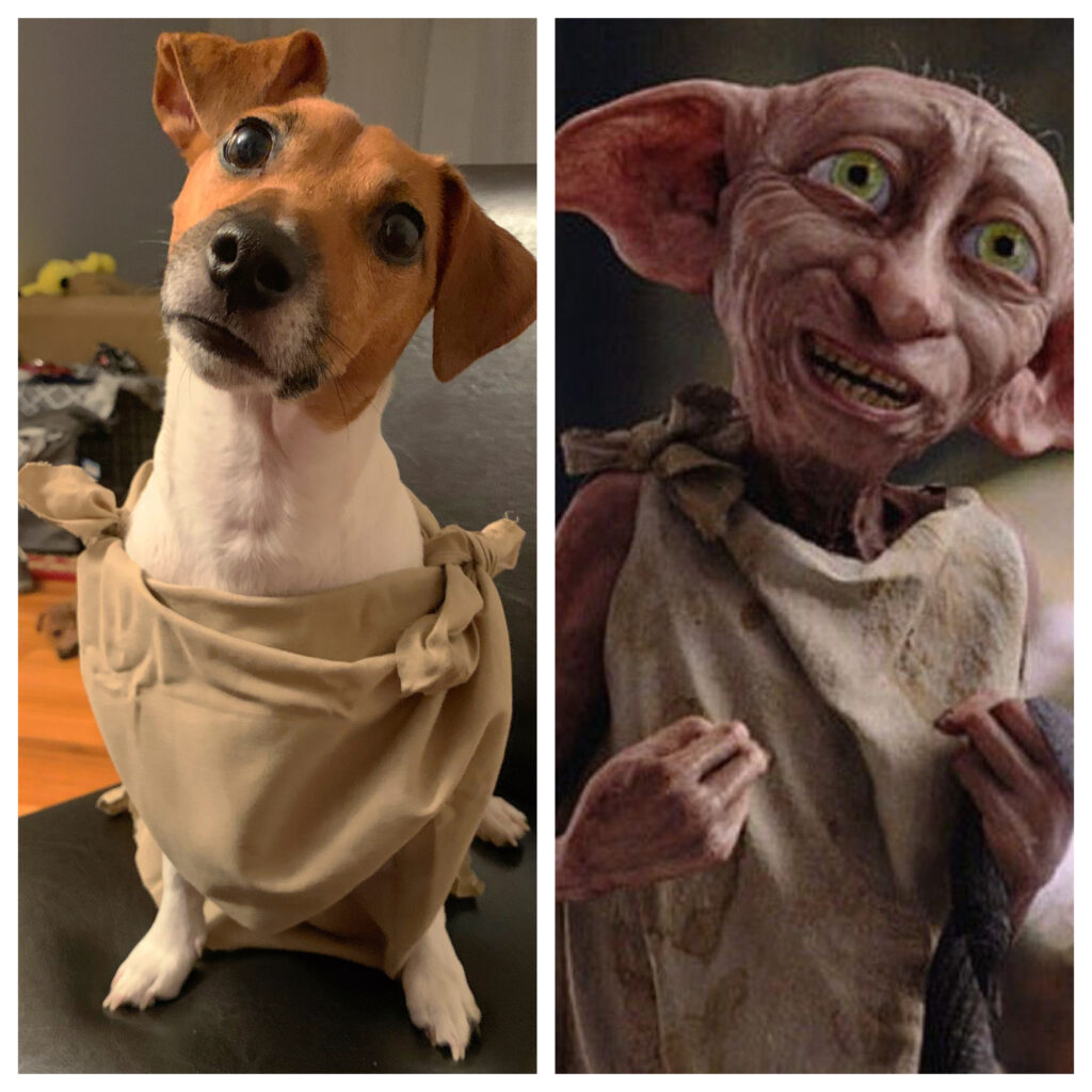 Dobby Harry Potter Dog Costume Wallpapers