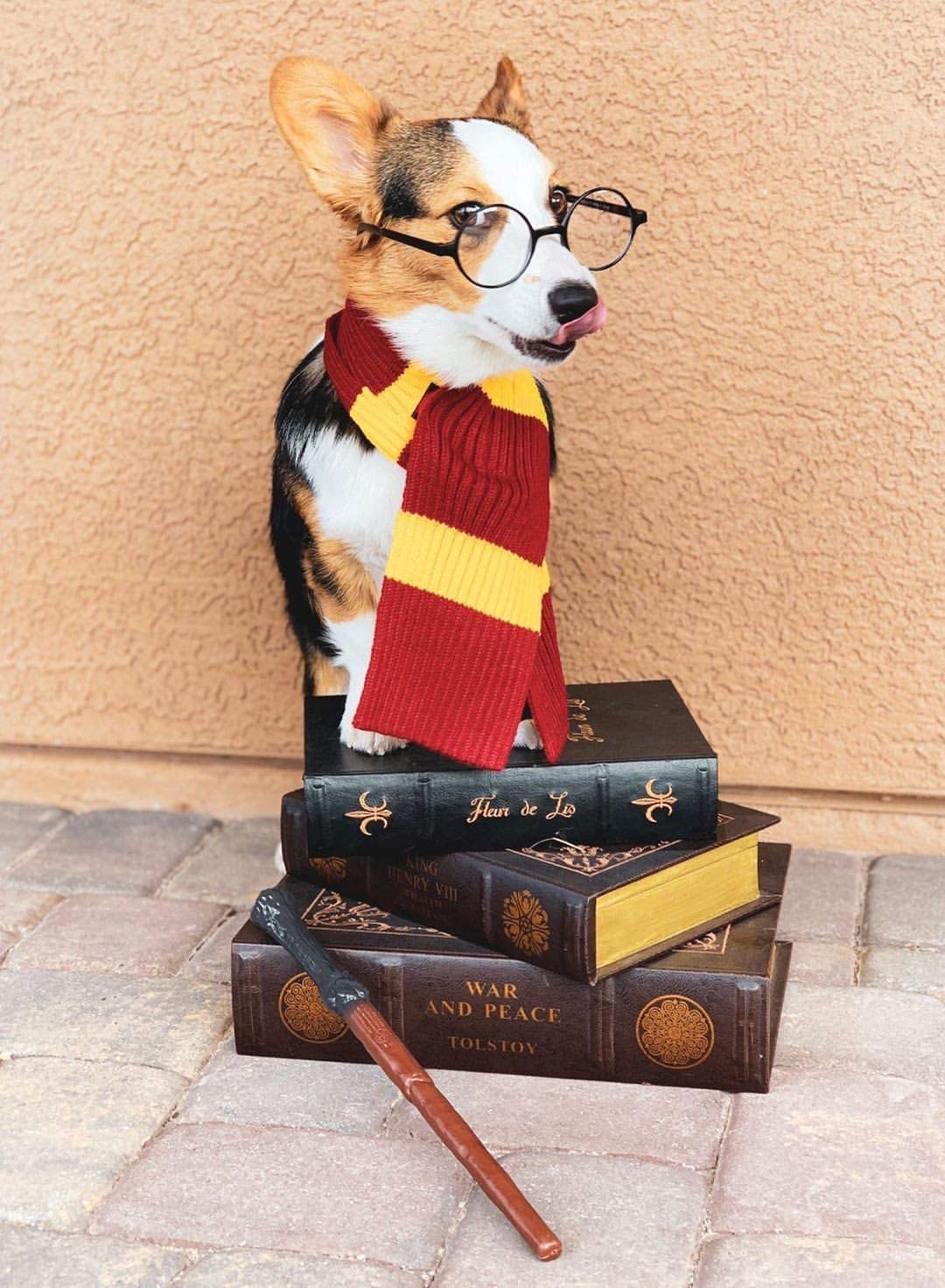 Dobby Harry Potter Dog Costume Wallpapers