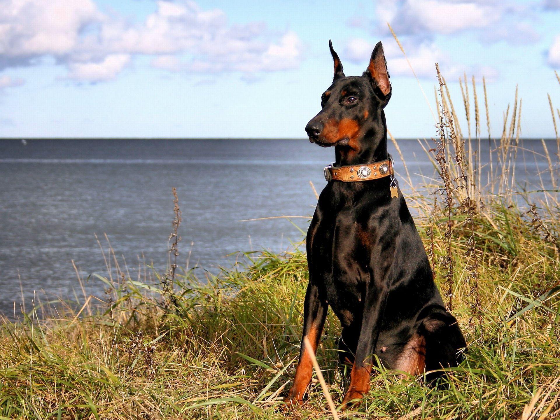 Doberman Pinscher Wallpapers