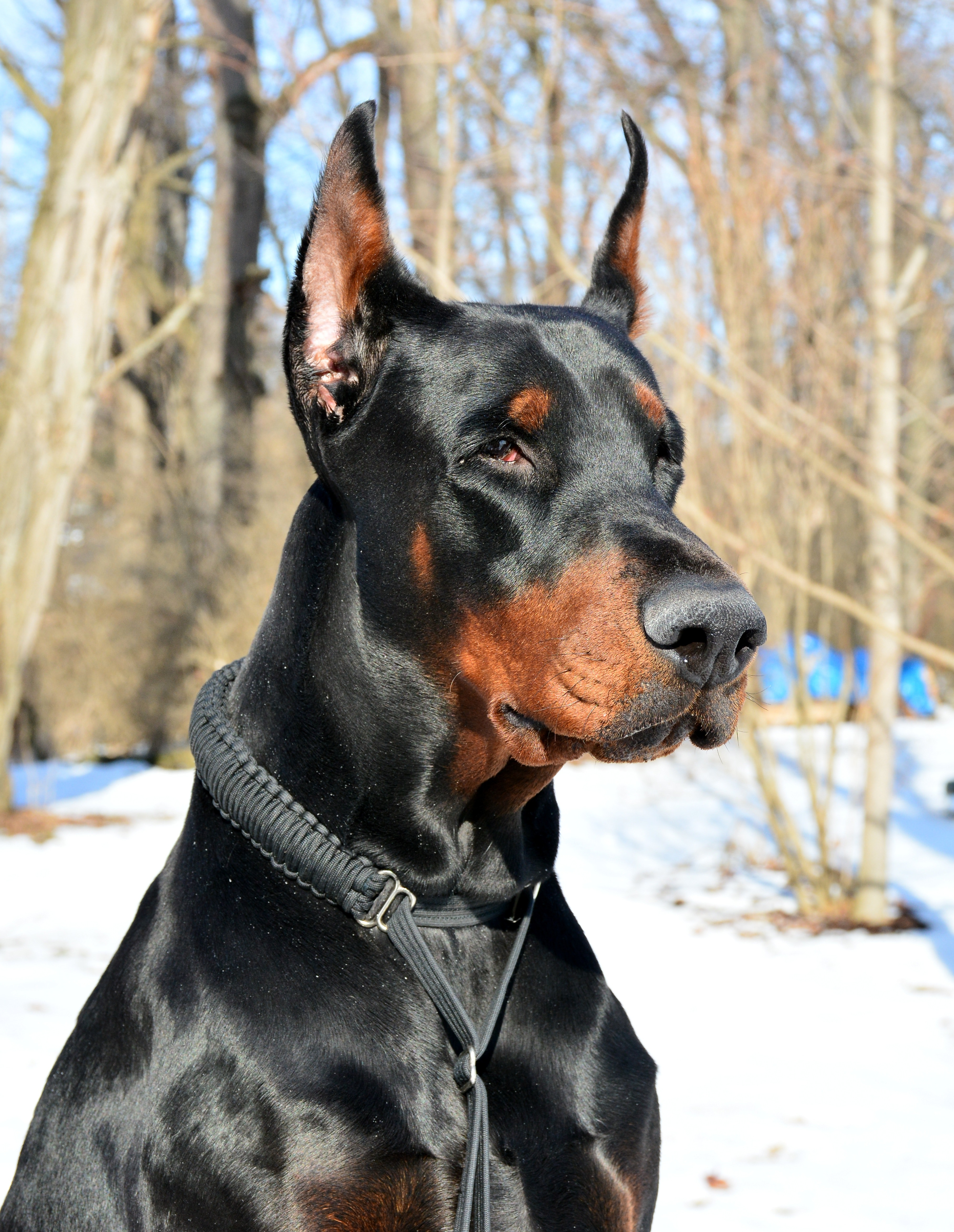 Doberman Pinscher Wallpapers