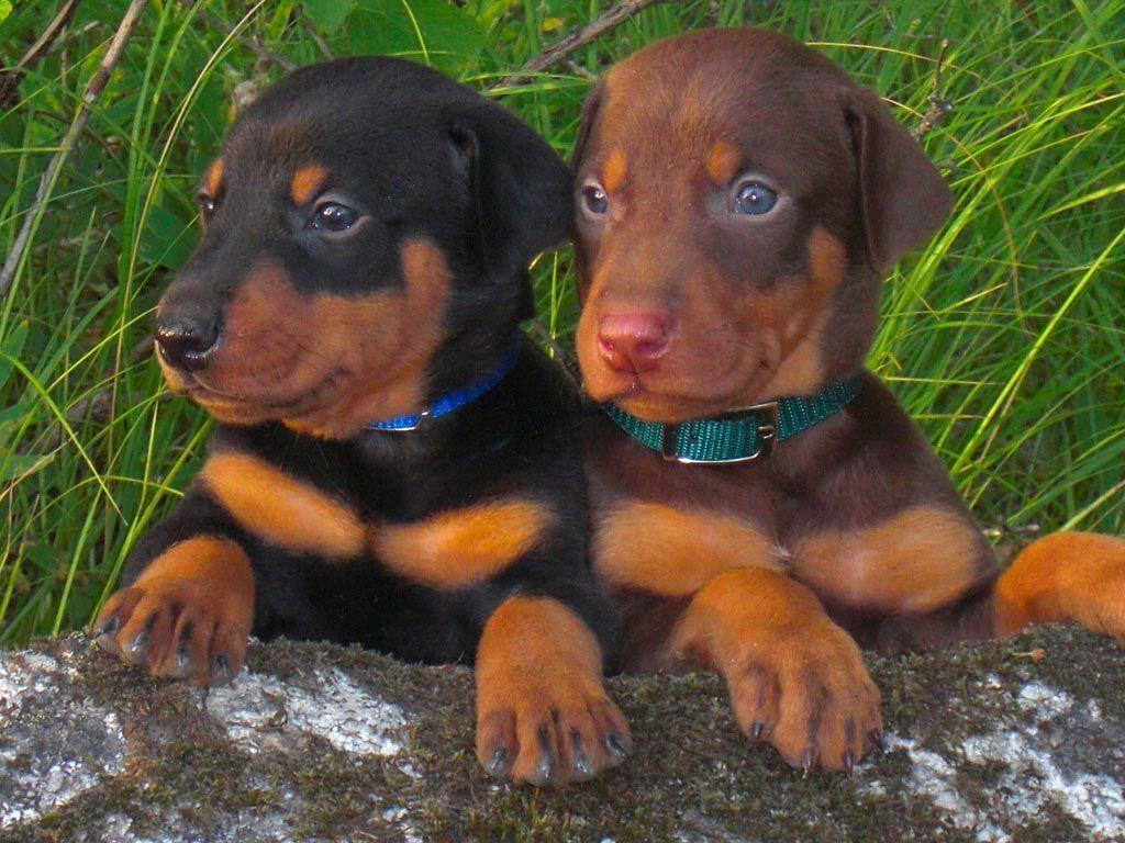 Doberman Pinscher Wallpapers