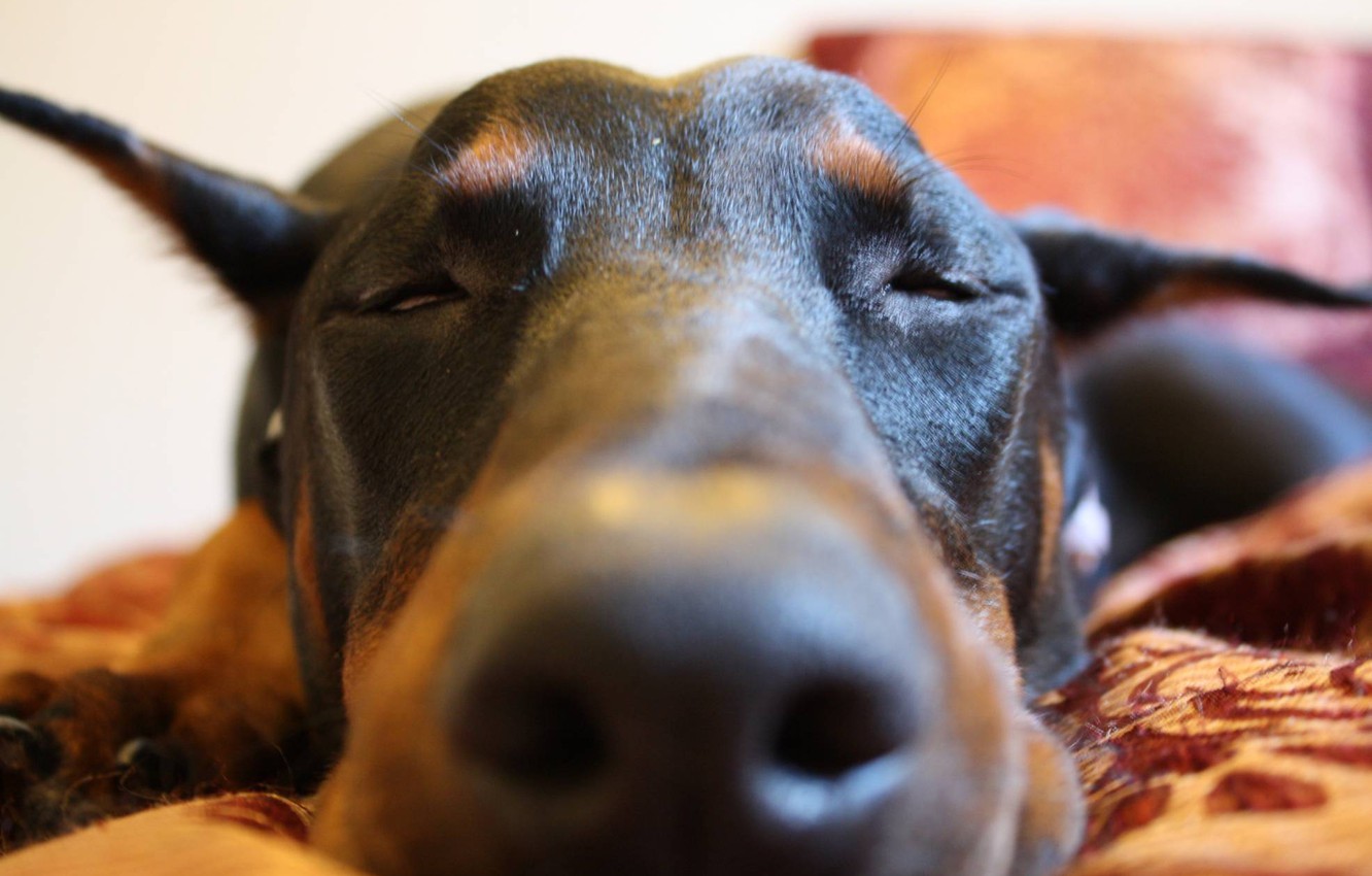 Doberman Pinscher Wallpapers