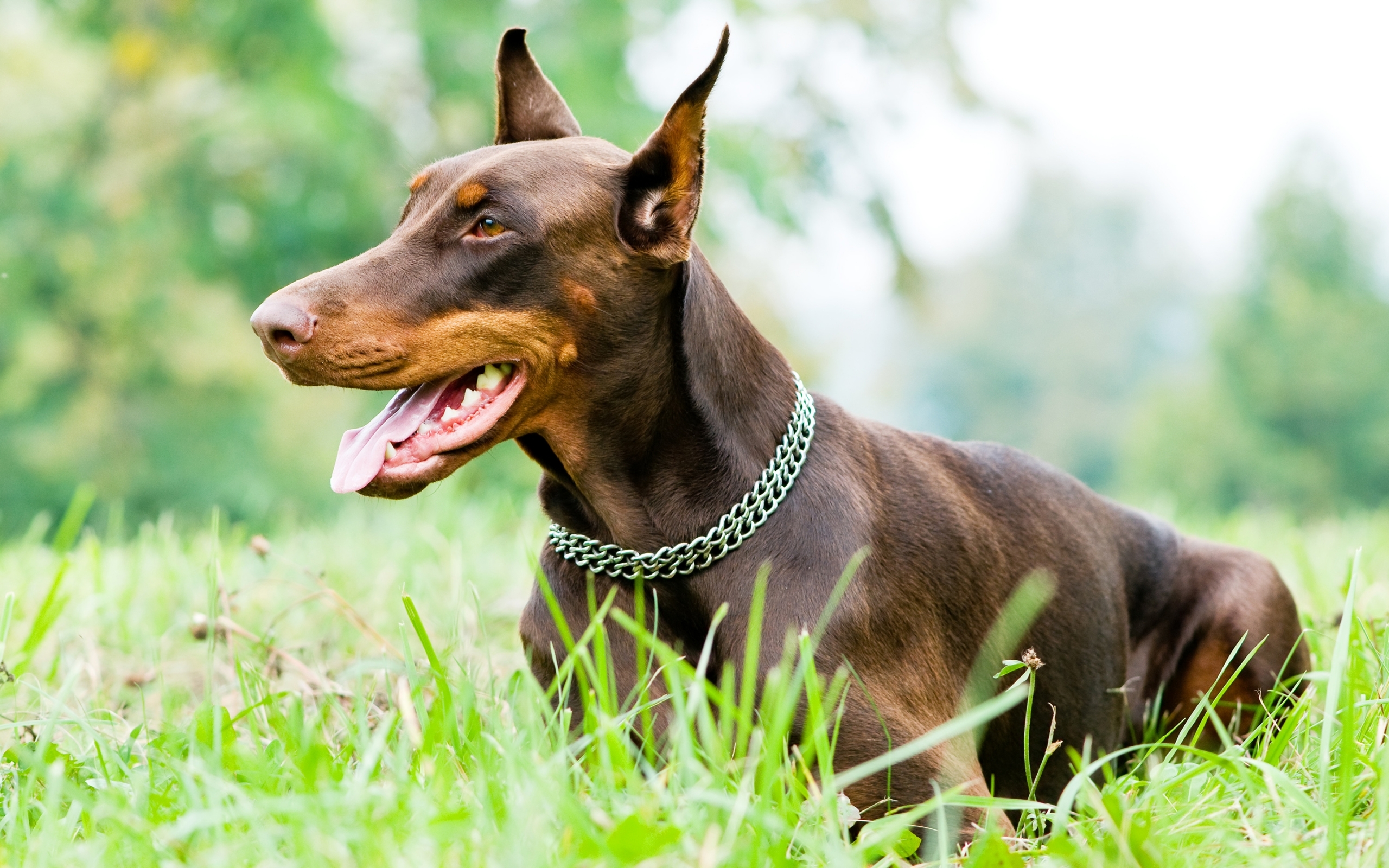 Doberman Pinscher Wallpapers