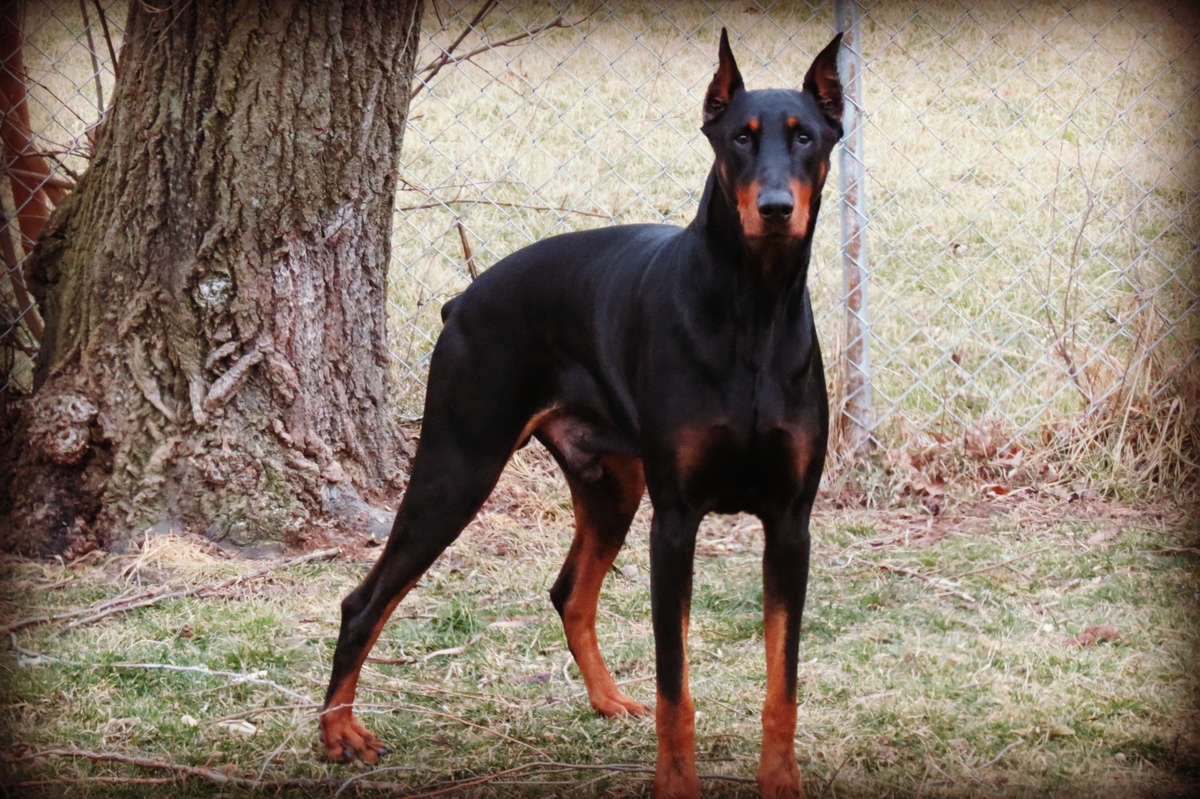 Doberman Pinscher Wallpapers