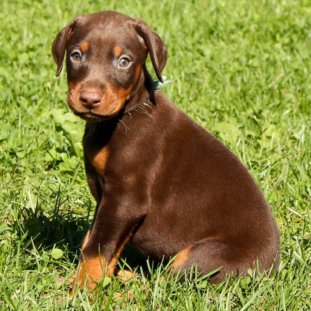 Doberman Pinscher Wallpapers