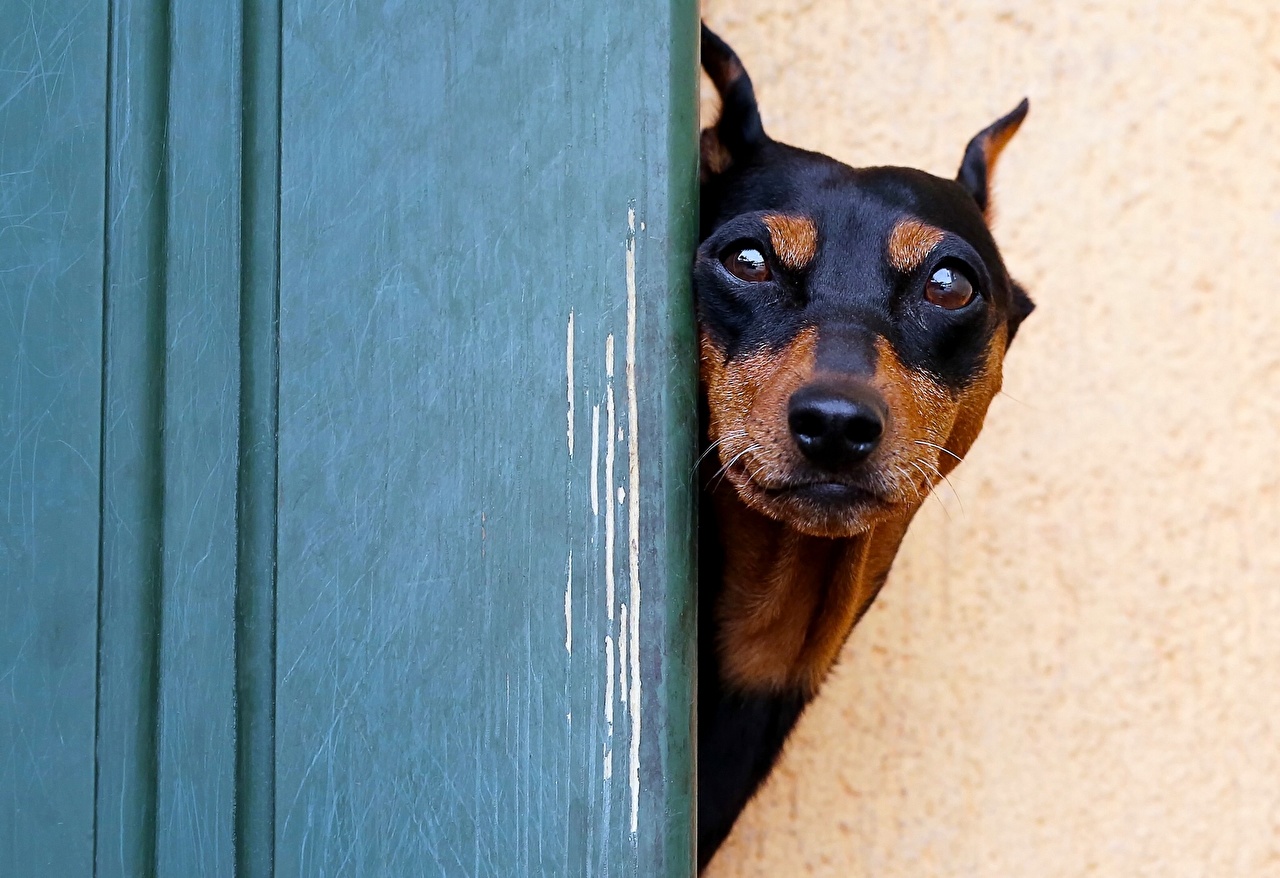 Doberman Pinscher Wallpapers