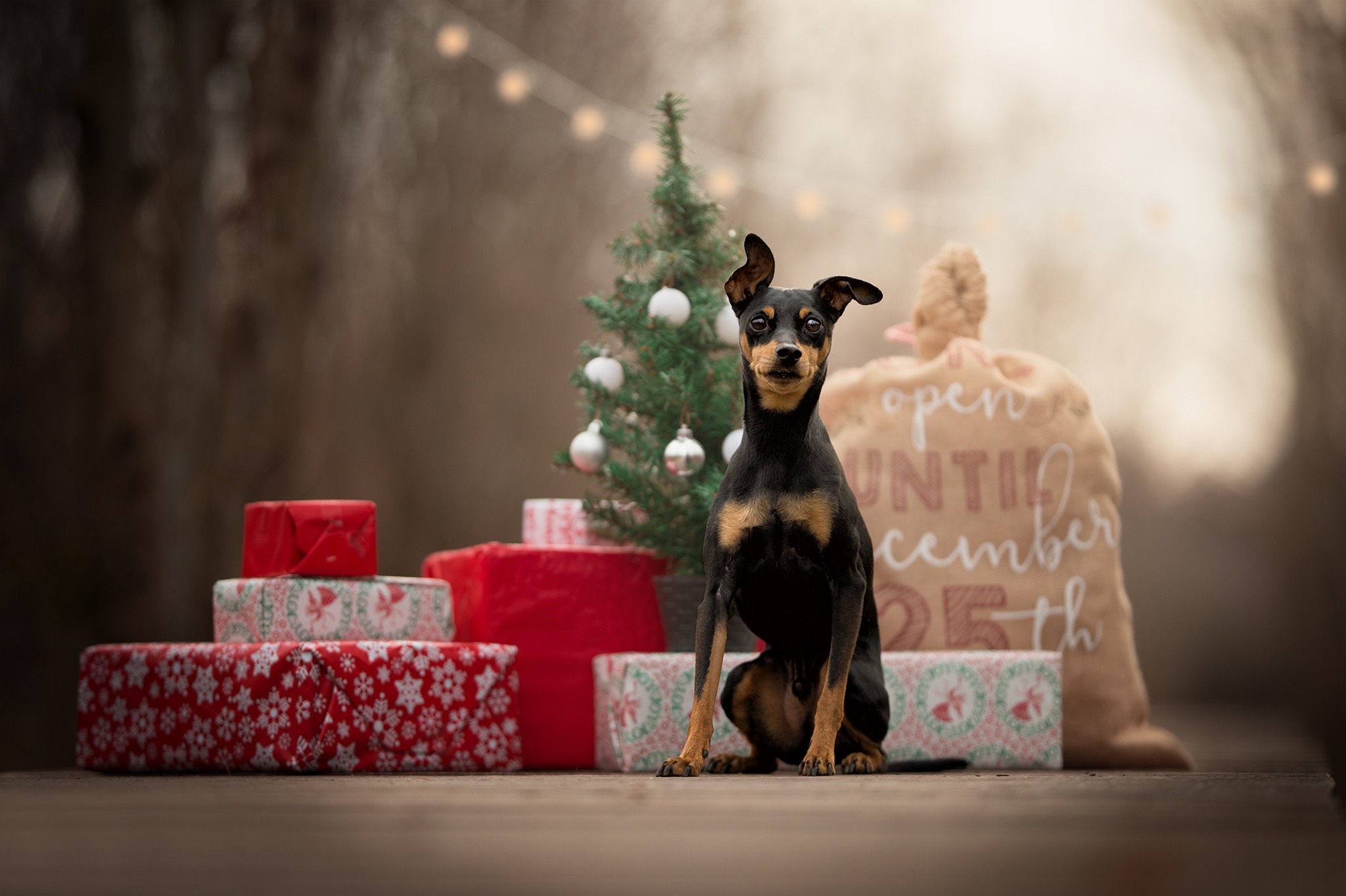 Doberman Pinscher Wallpapers