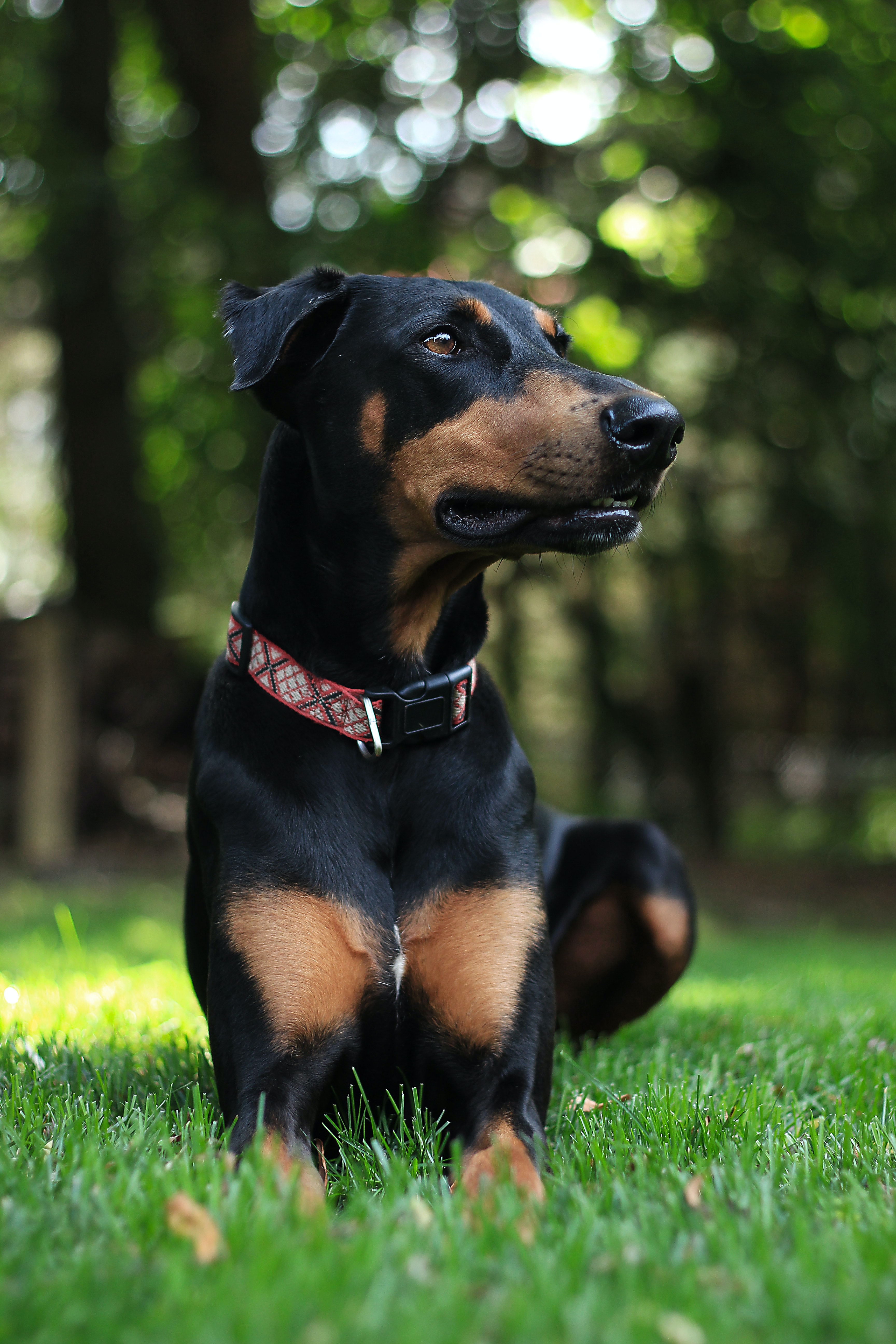 Doberman Pinscher Wallpapers