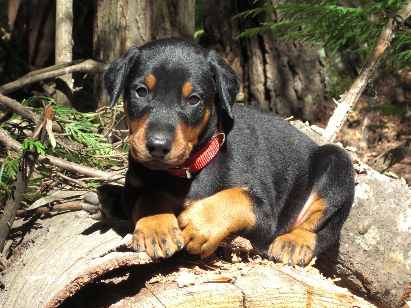 Doberman Pinscher Wallpapers