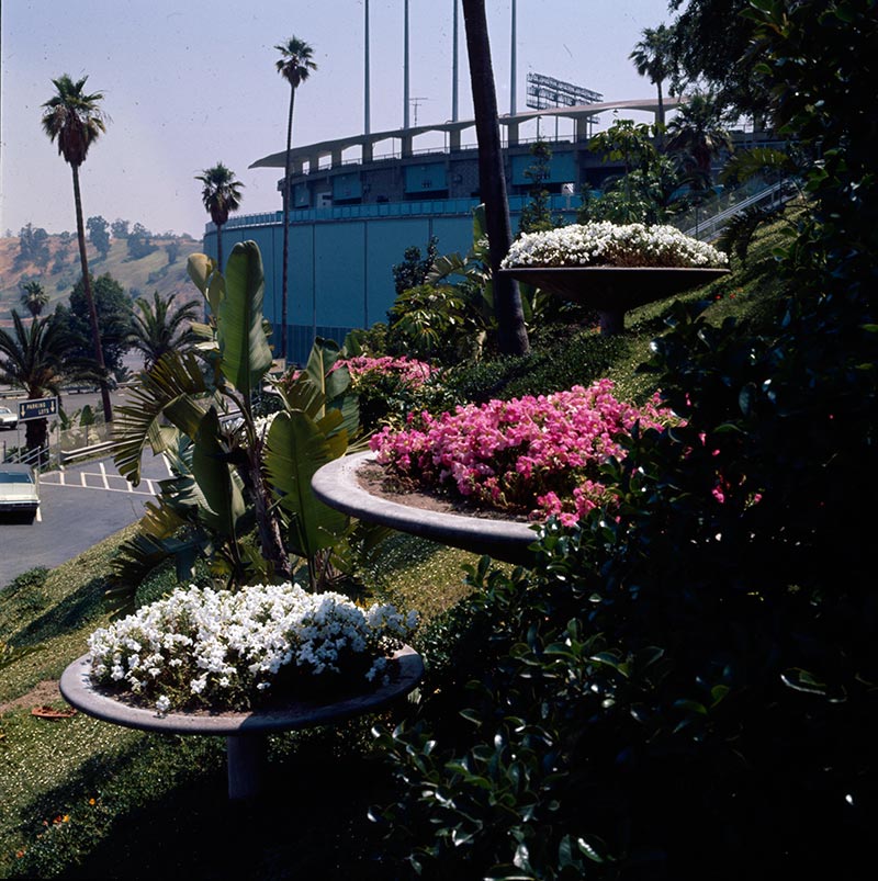 Dodger Stadium Palm Trees Wallpapers