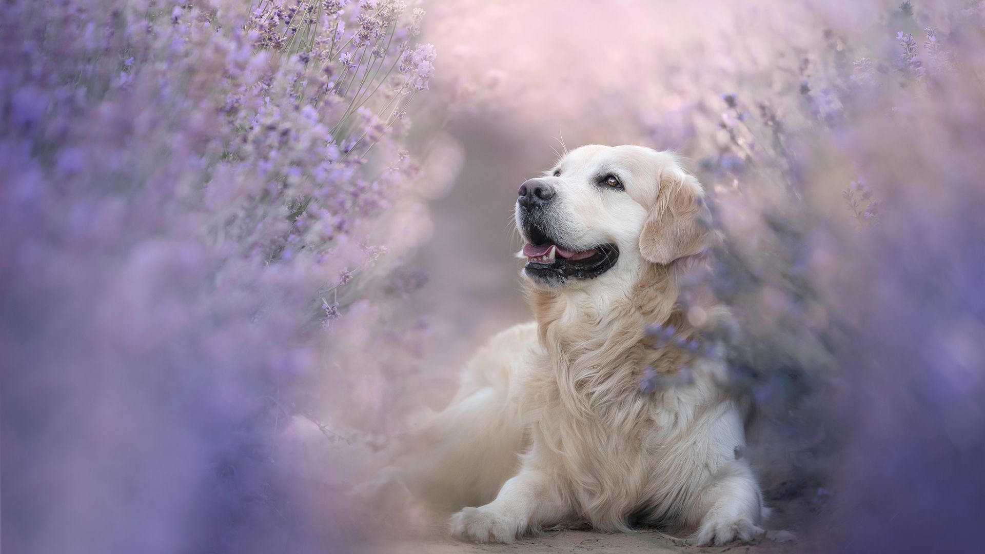 Dog Desktop Wallpapers