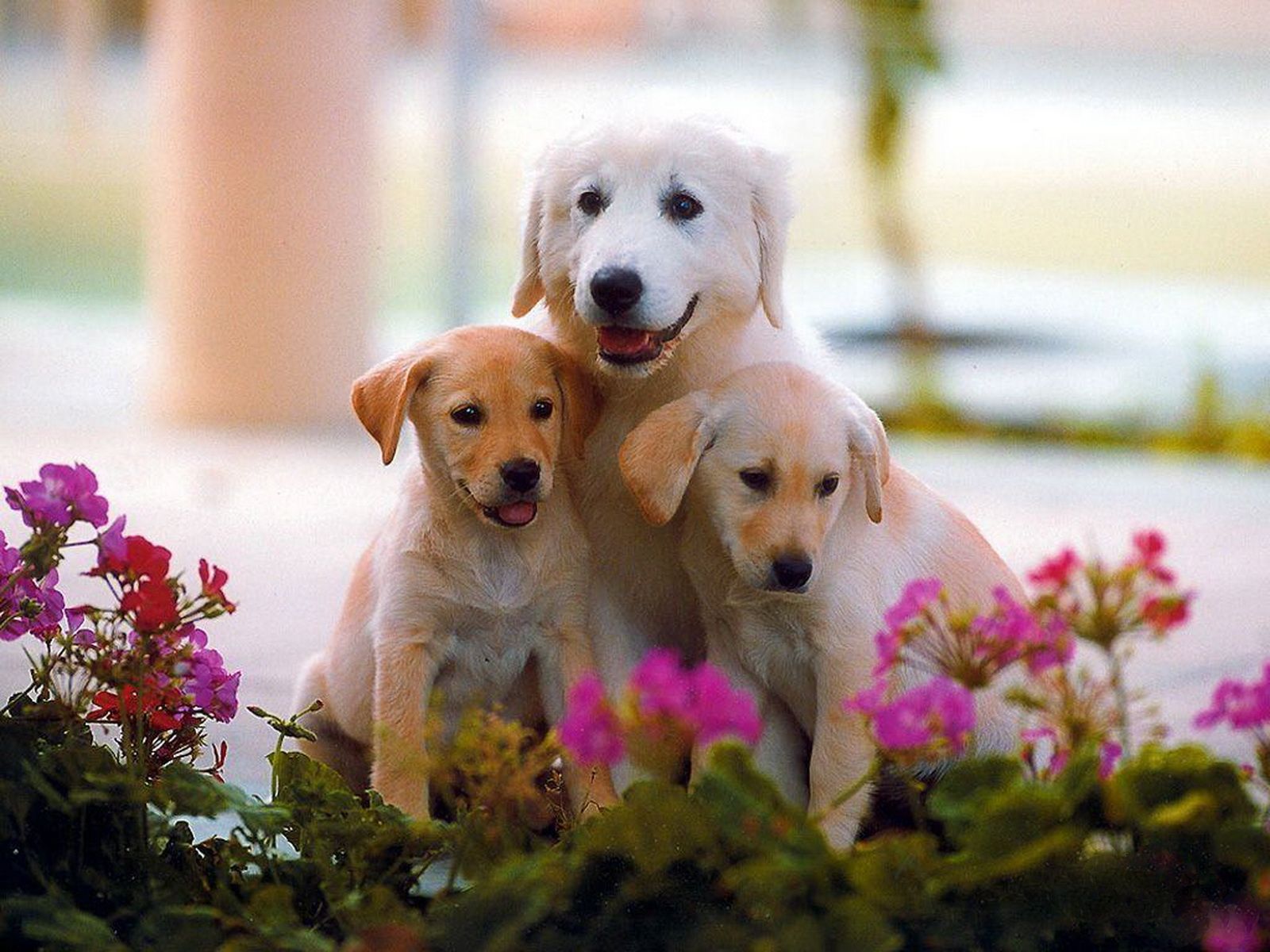 Dog Family Wallpapers