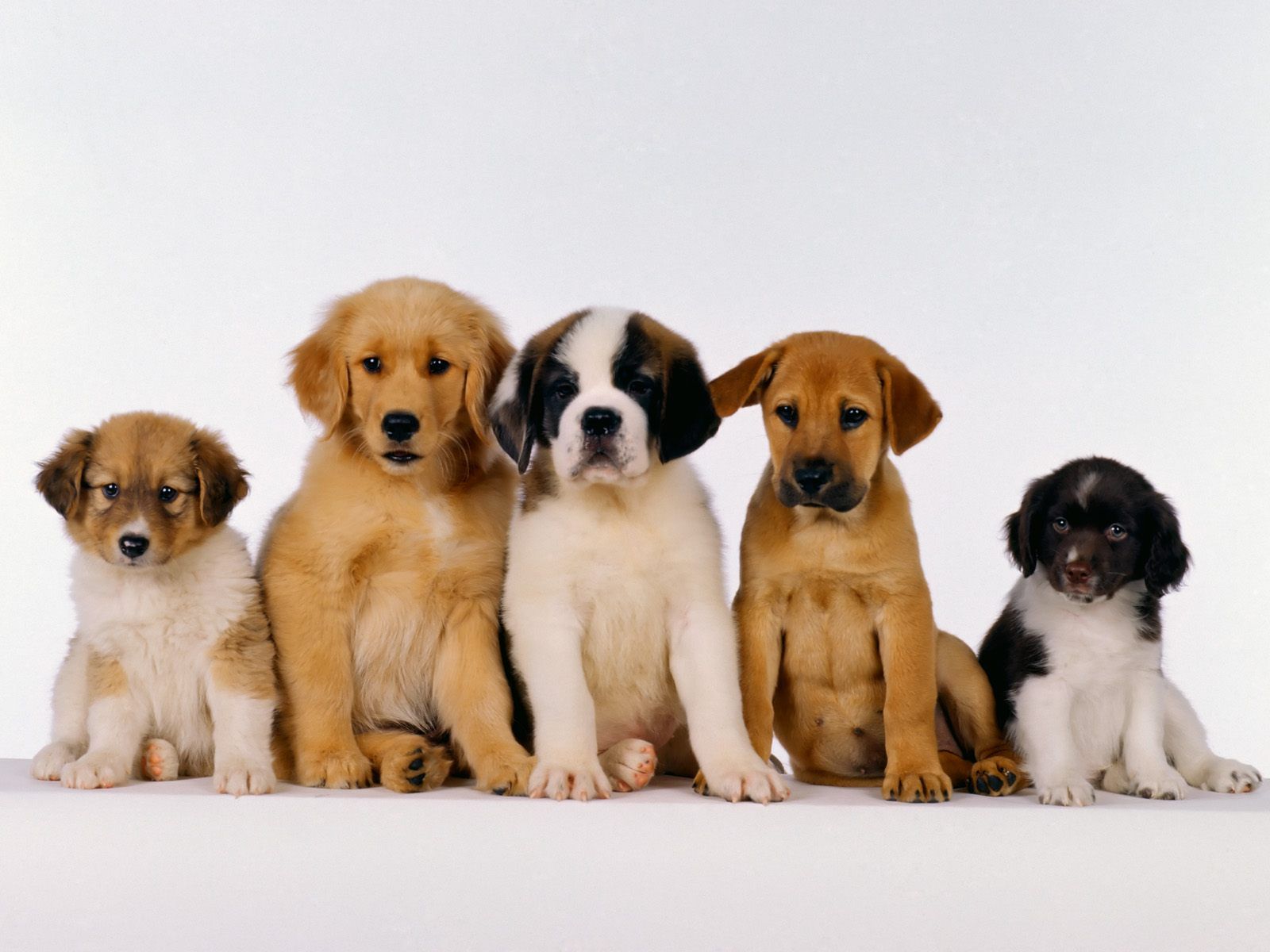 Dog Family Wallpapers