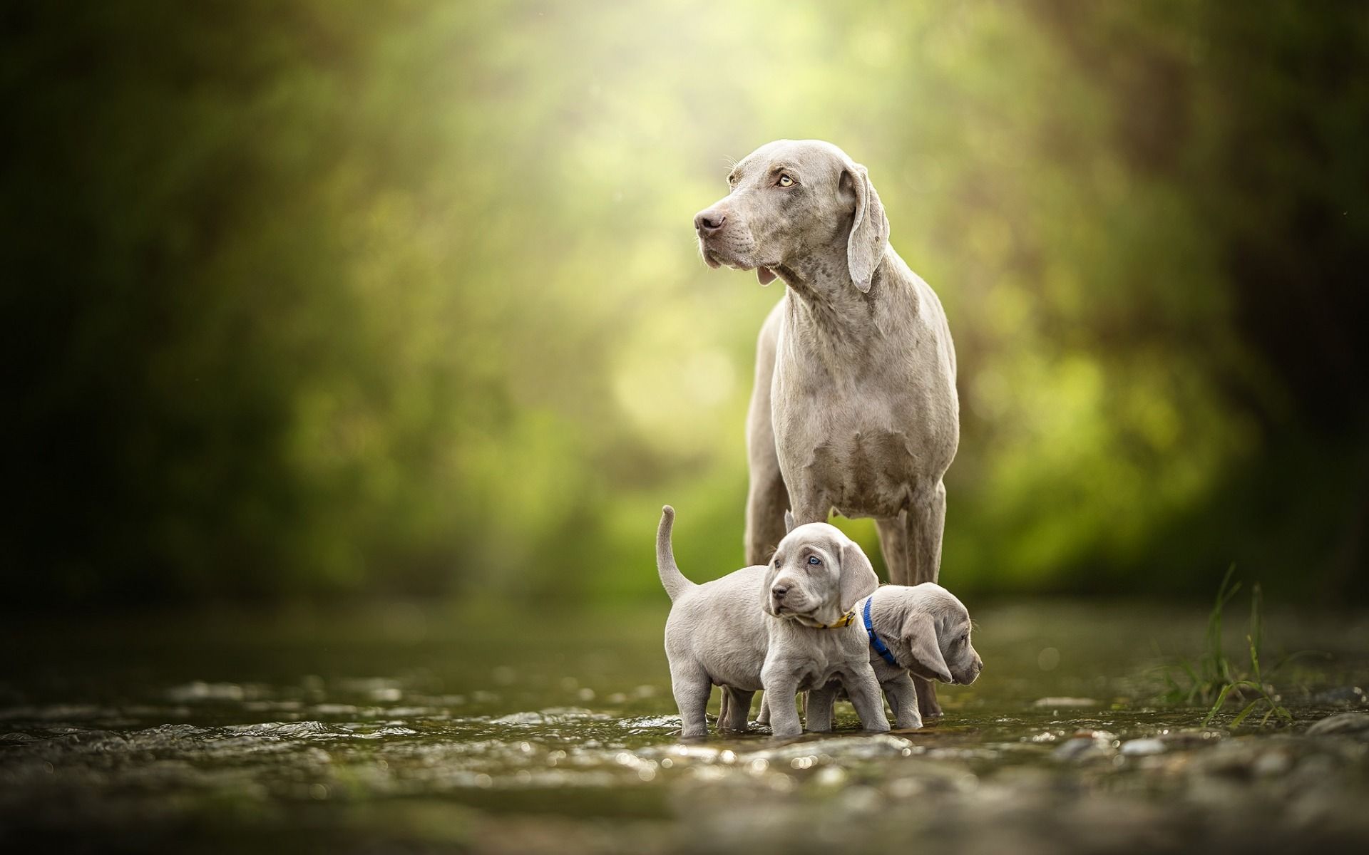 Dog Family Wallpapers