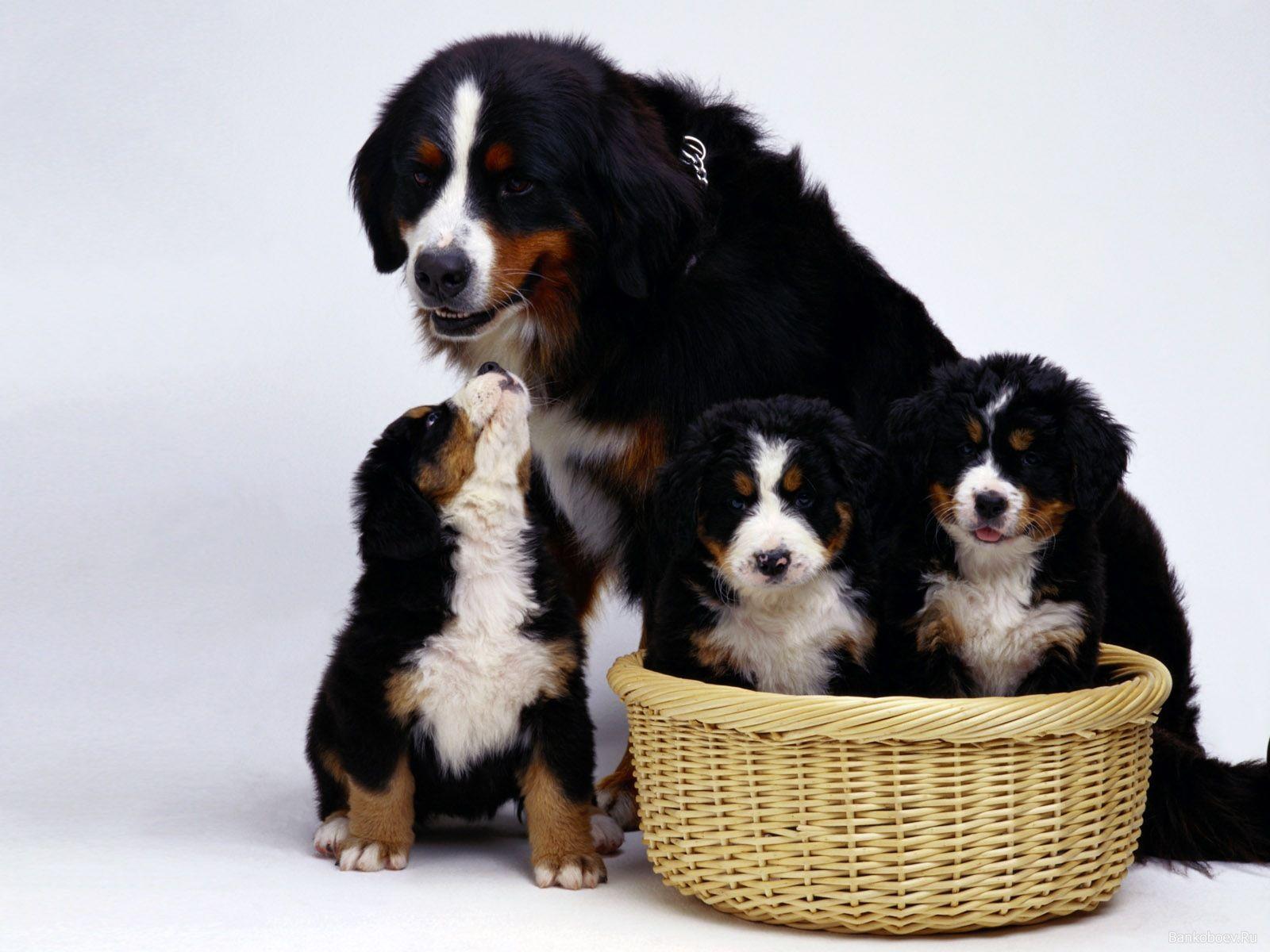 Dog Family Wallpapers