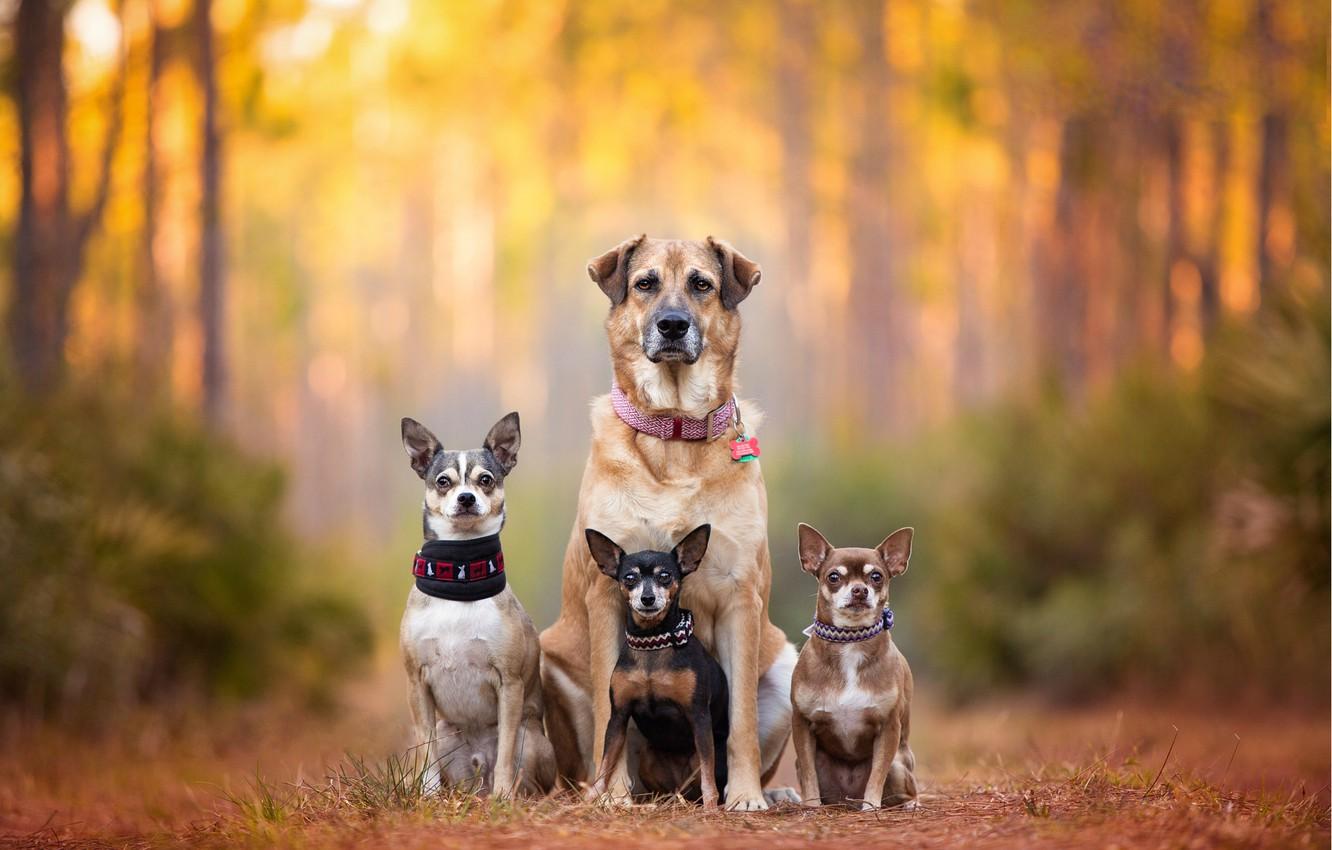 Dog Family Wallpapers