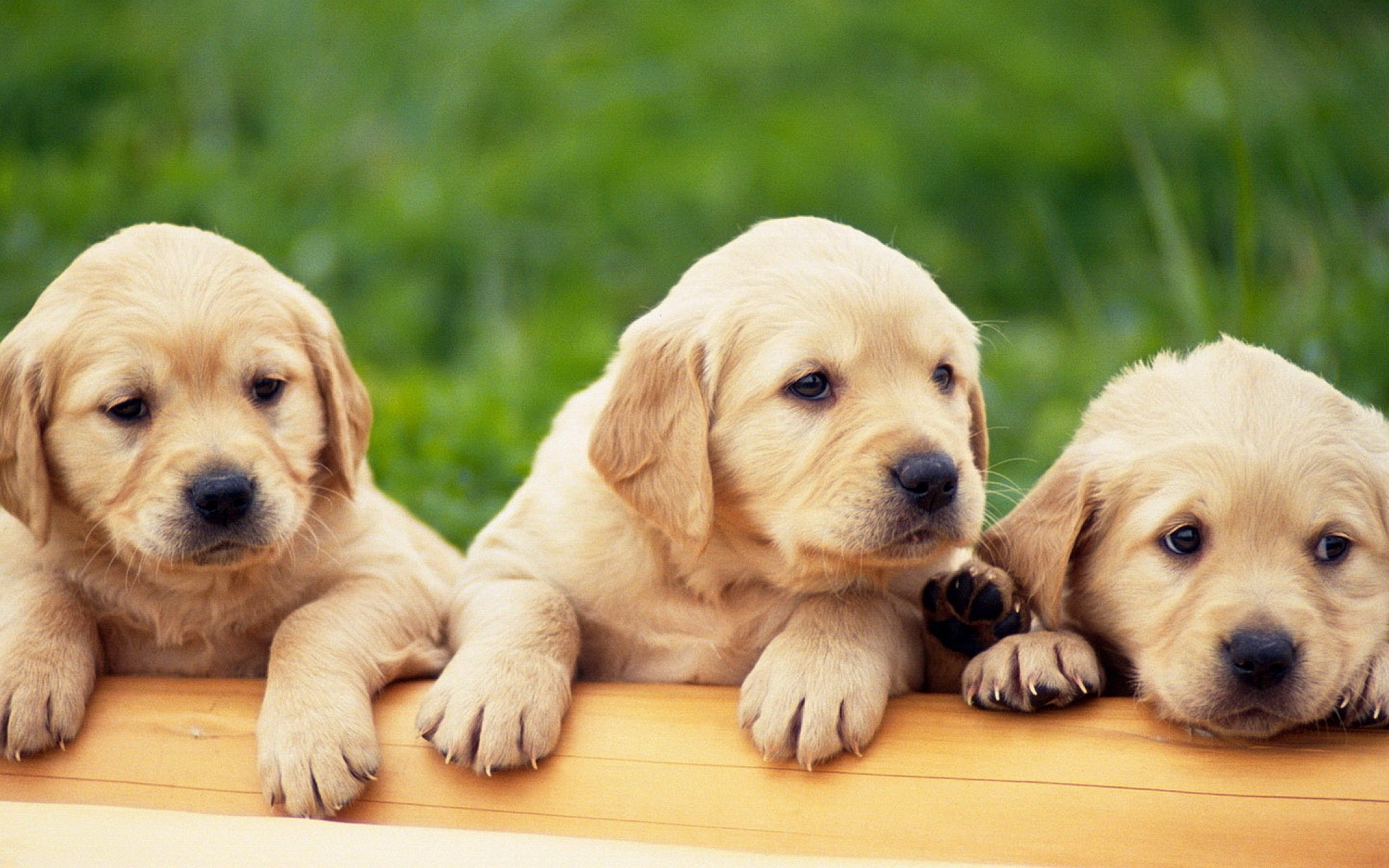 Dog Family Wallpapers