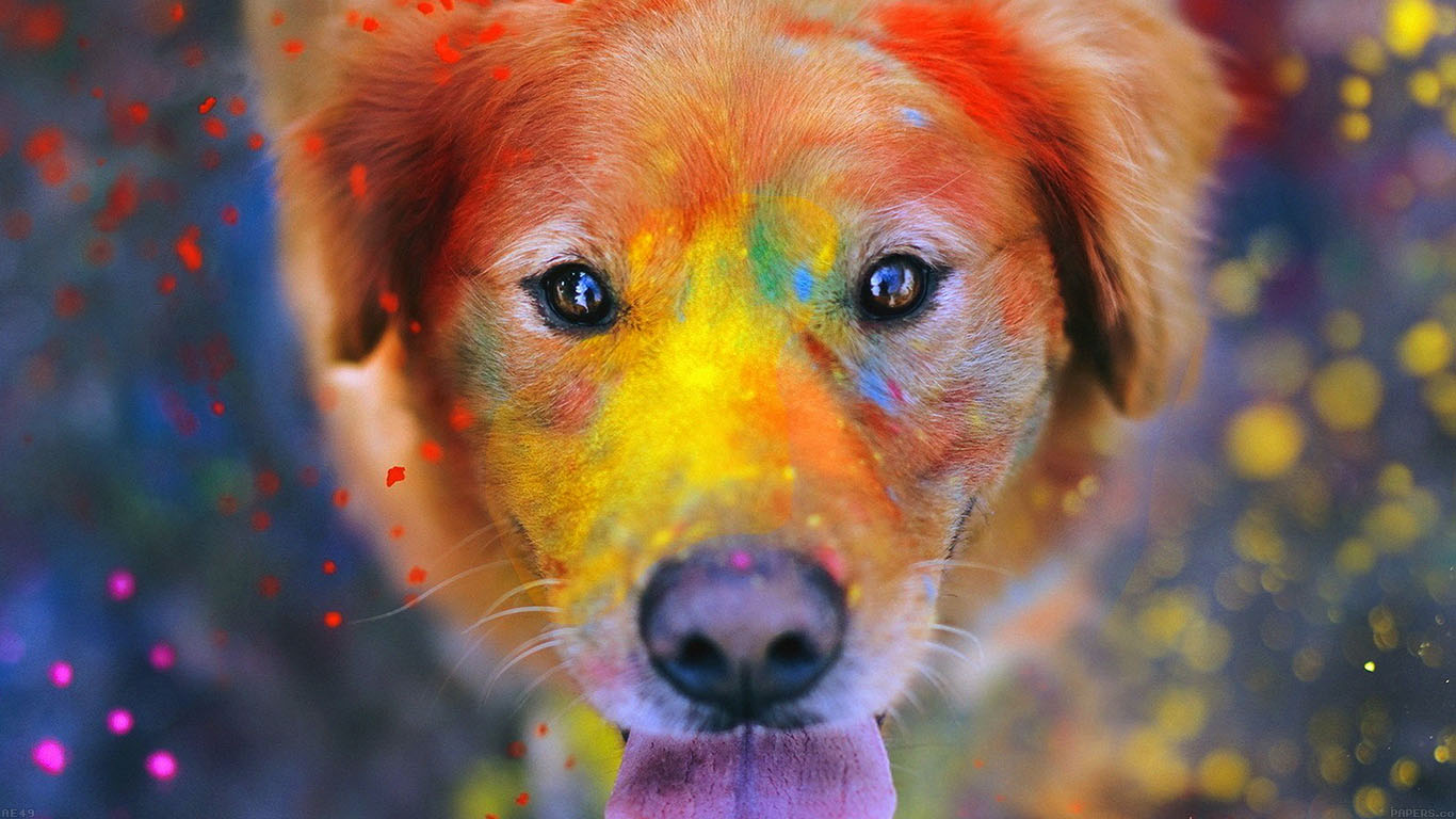 Dog For Laptop Wallpapers