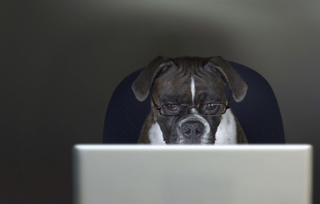 Dog For Laptop Wallpapers