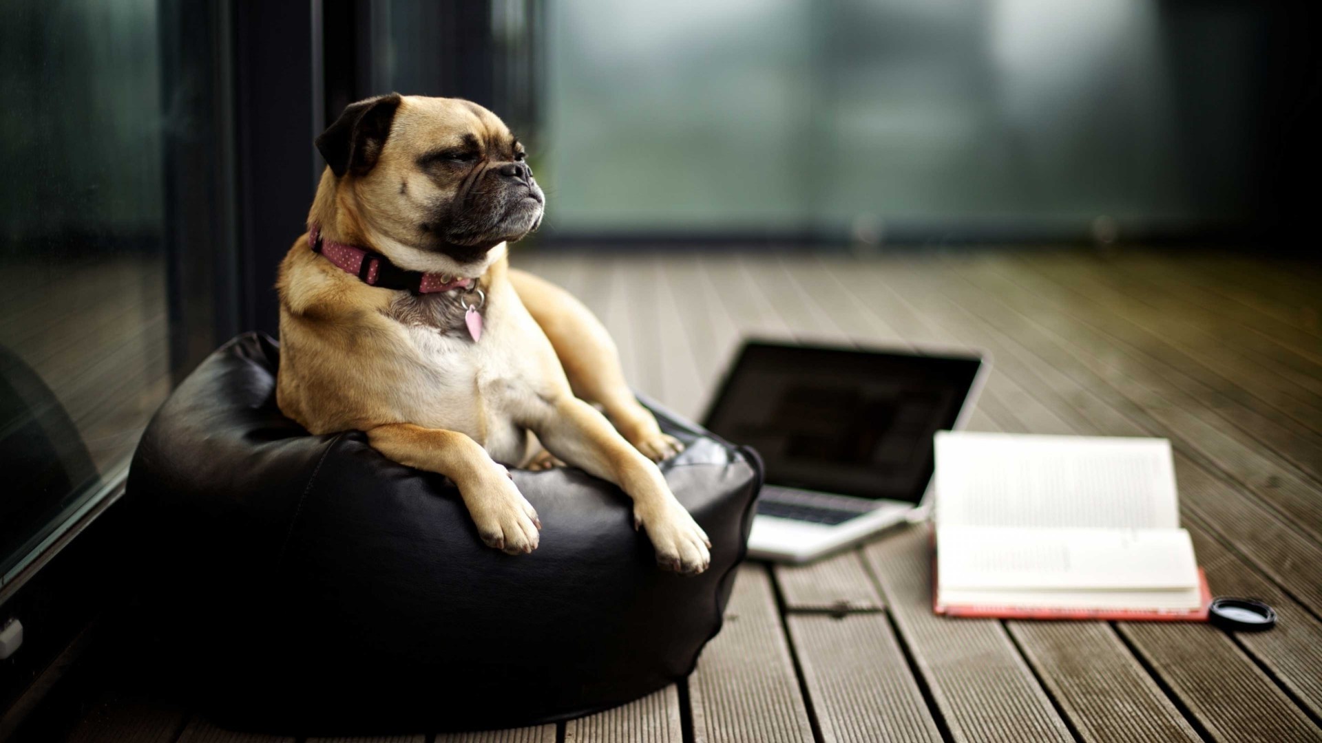 Dog For Laptop Wallpapers