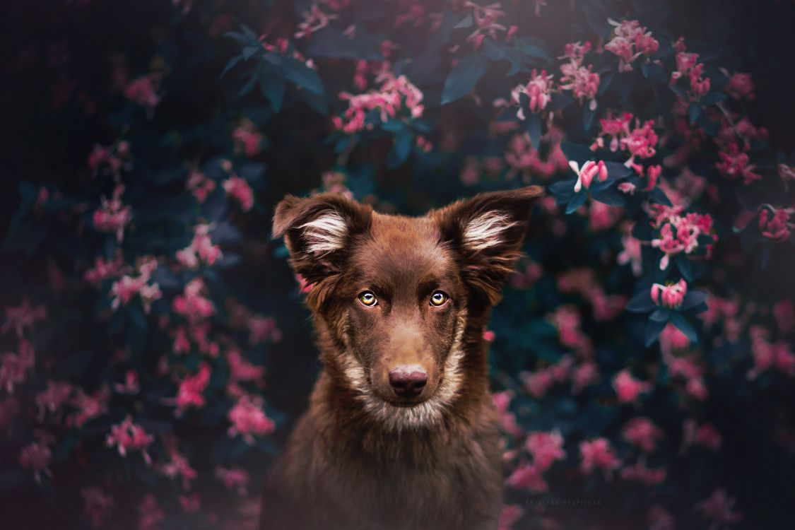 Dog For Laptop Wallpapers