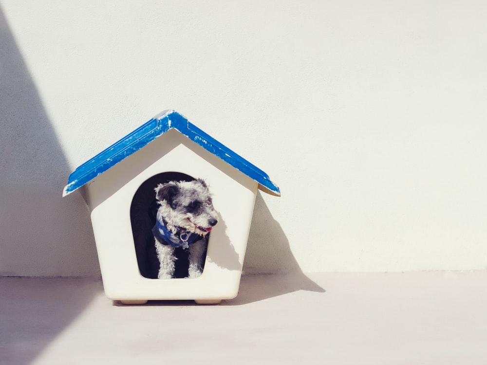 Dog House Background