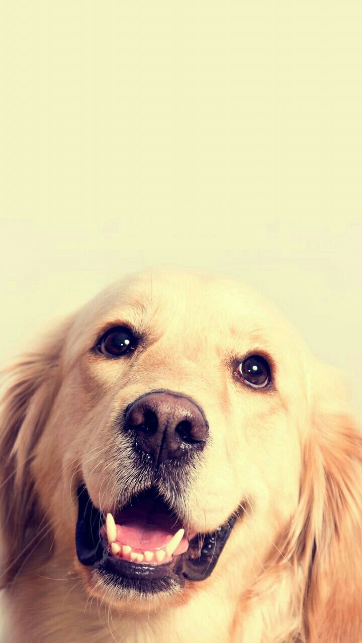 Dog Phone Wallpapers