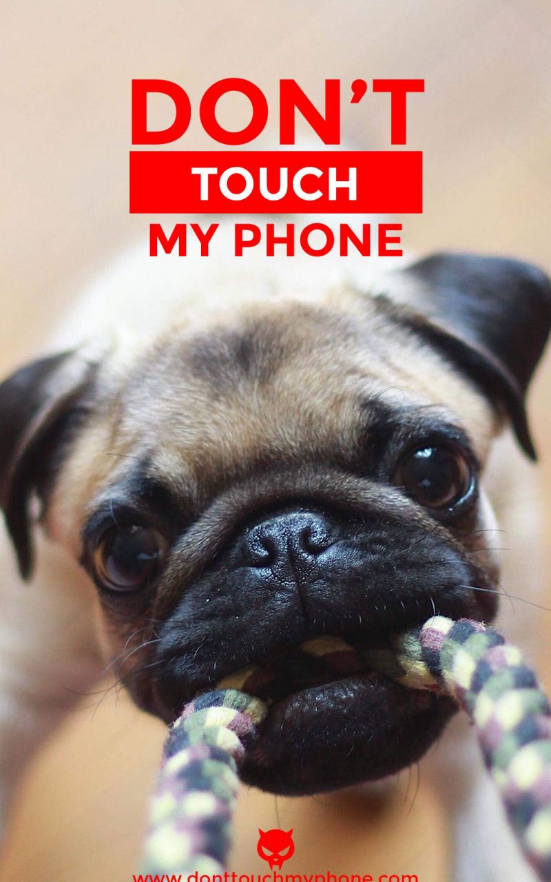 Dog Phone Wallpapers