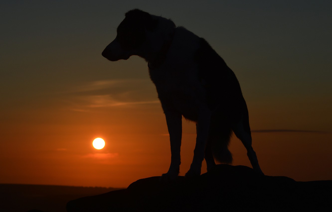 Dog Silhouette Wallpapers