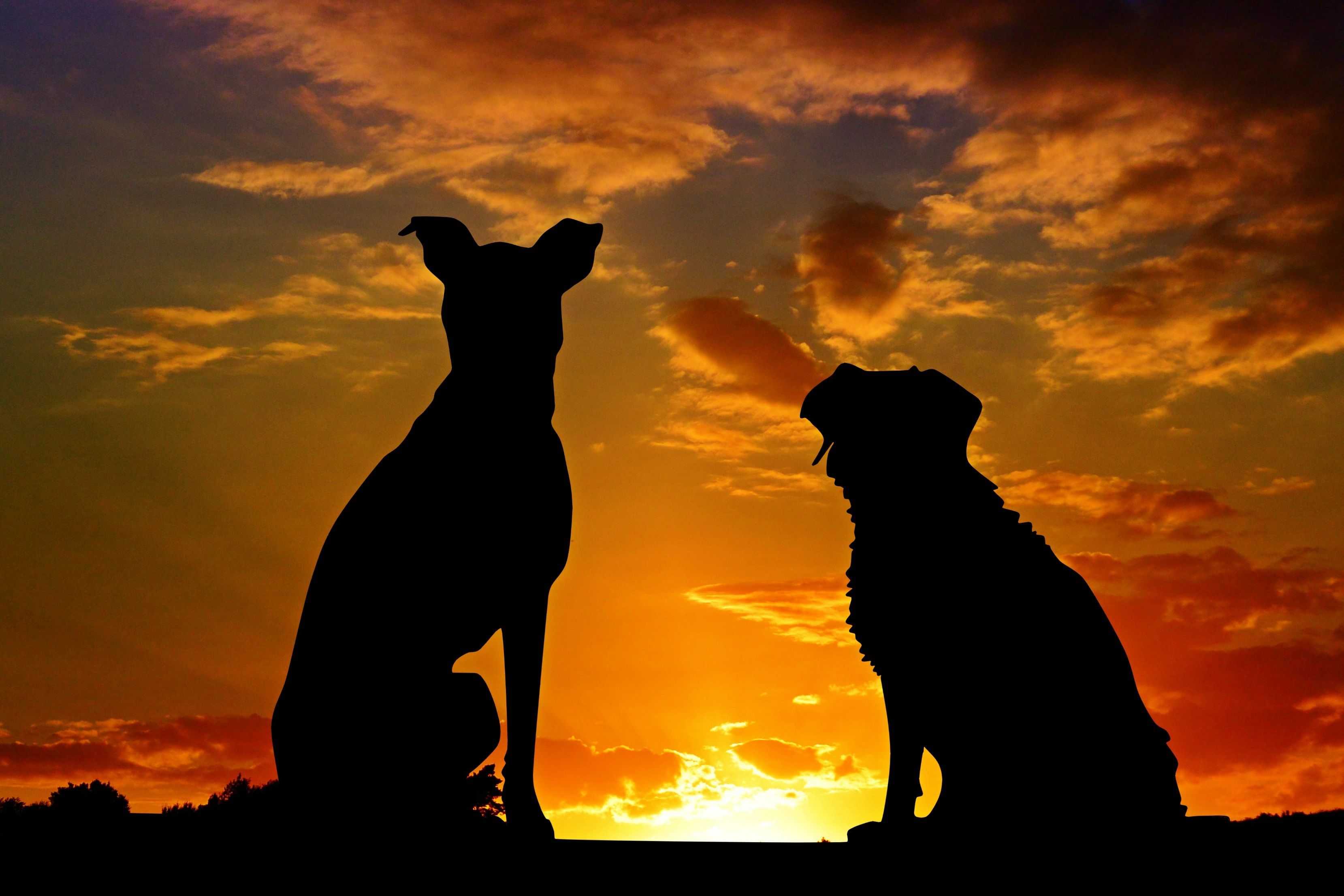 Dog Silhouette Wallpapers