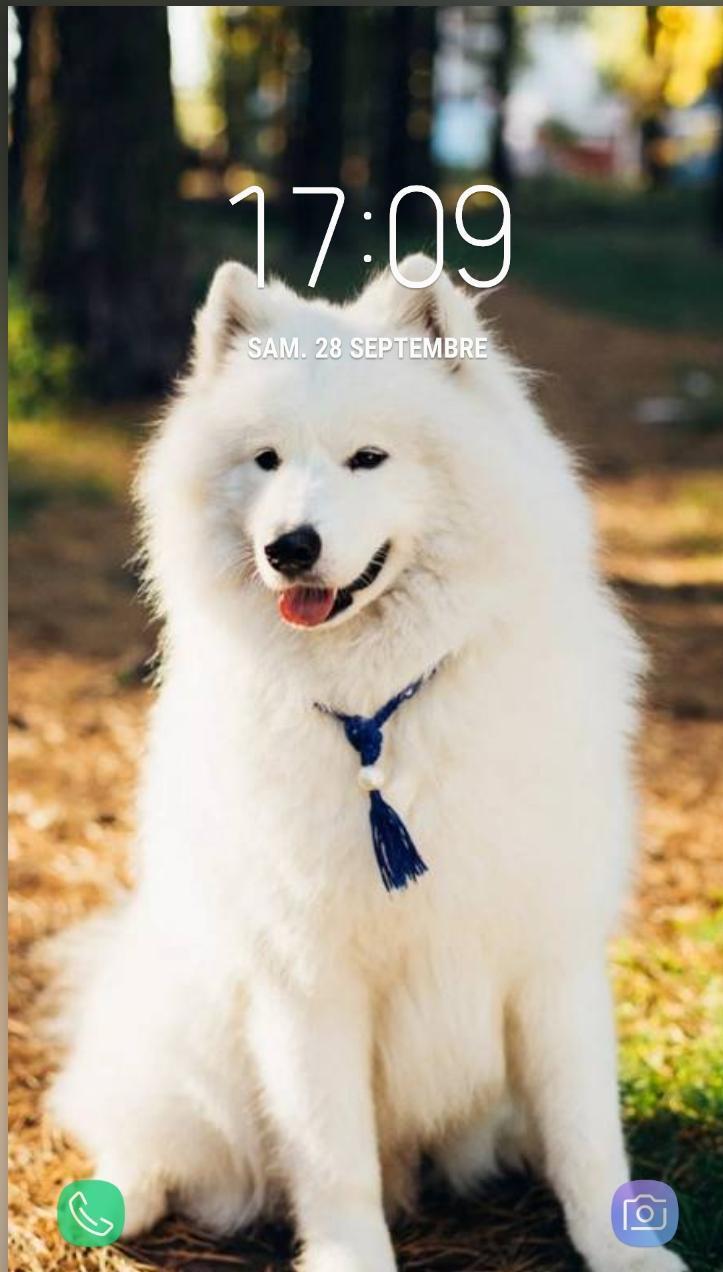 Dog Wallpapers