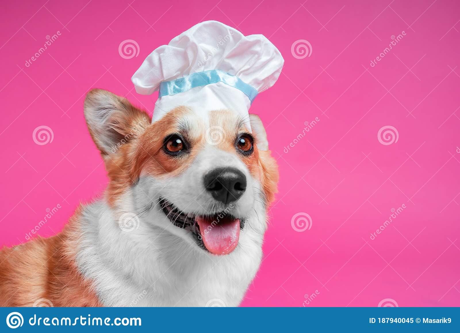 Dog With Garlic On Head In Space Wallpapers